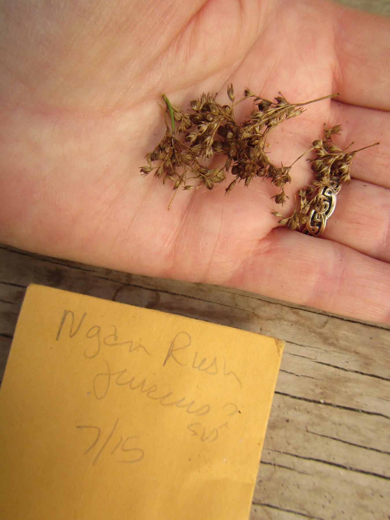 California Gray Rush — photo 4