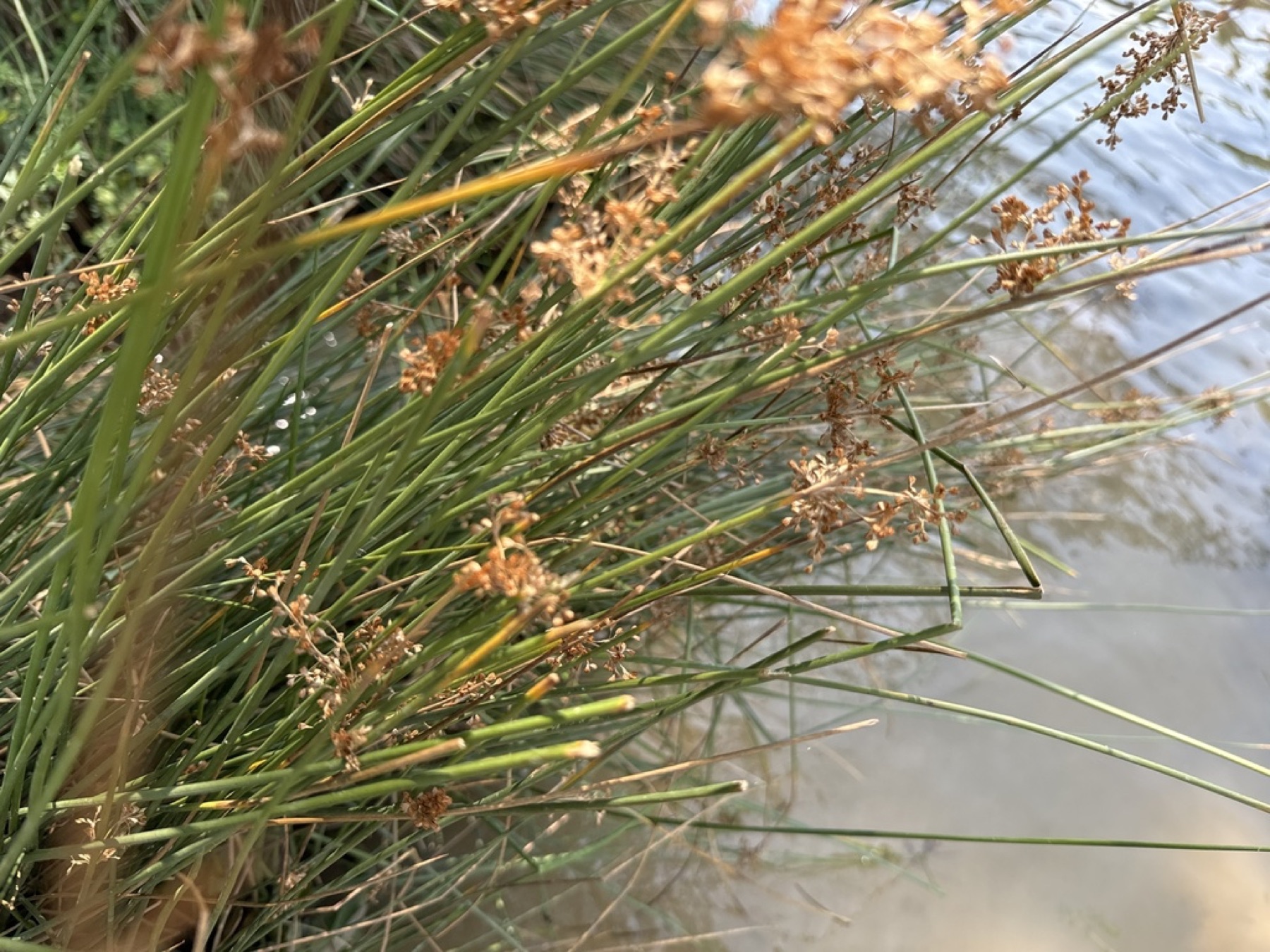 California Gray Rush — photo 5