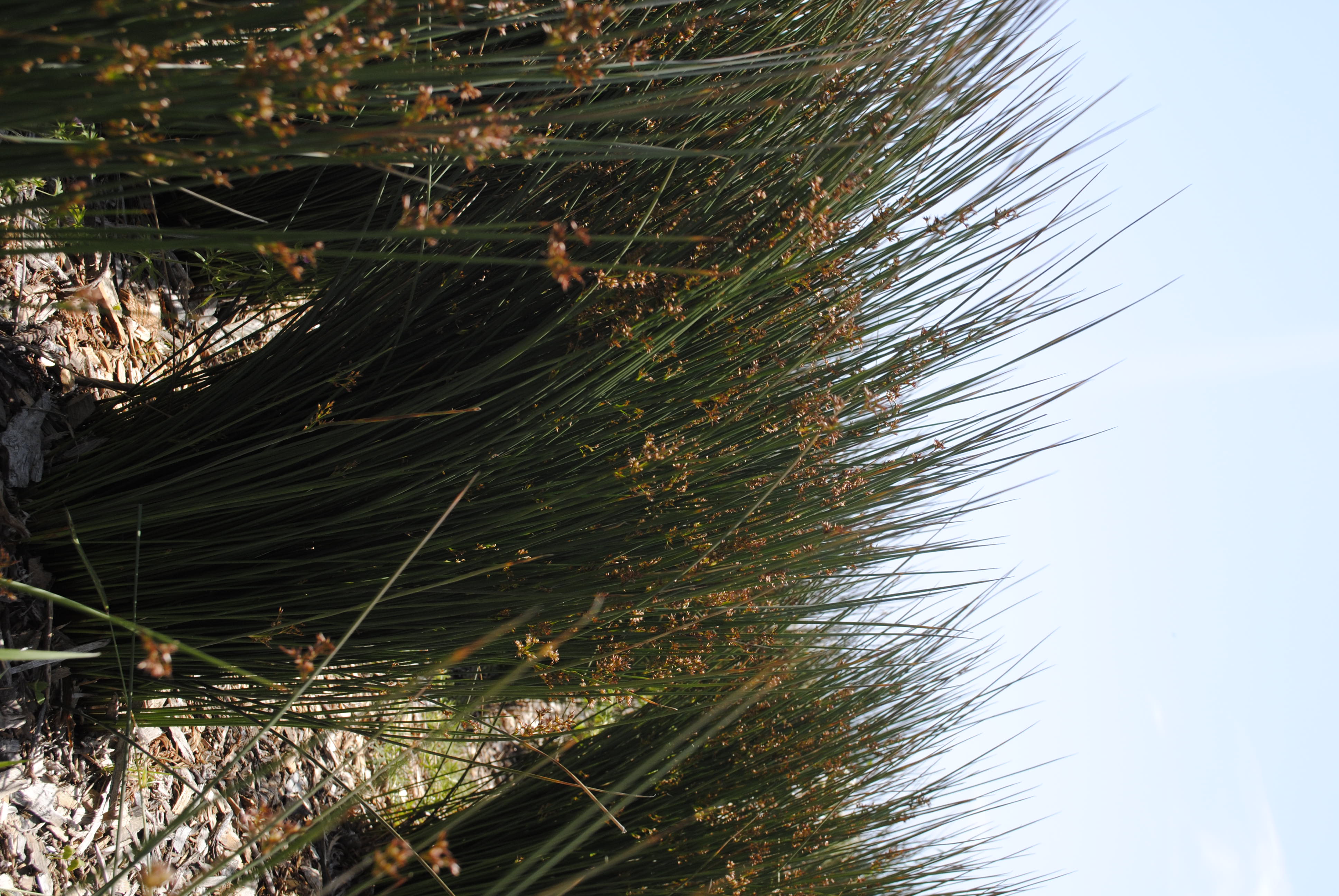 California Gray Rush — photo 23