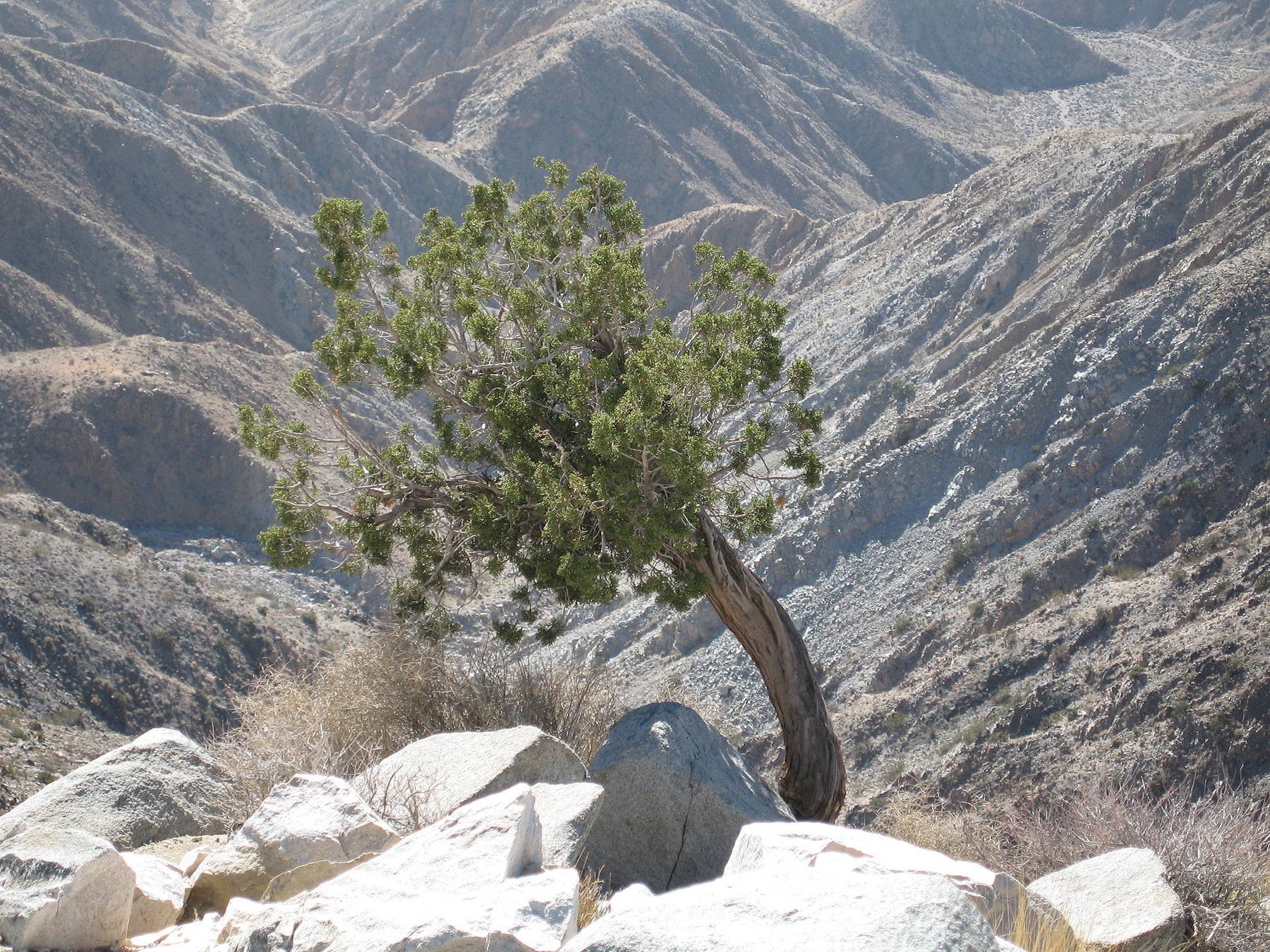 California Juniper — photo 6