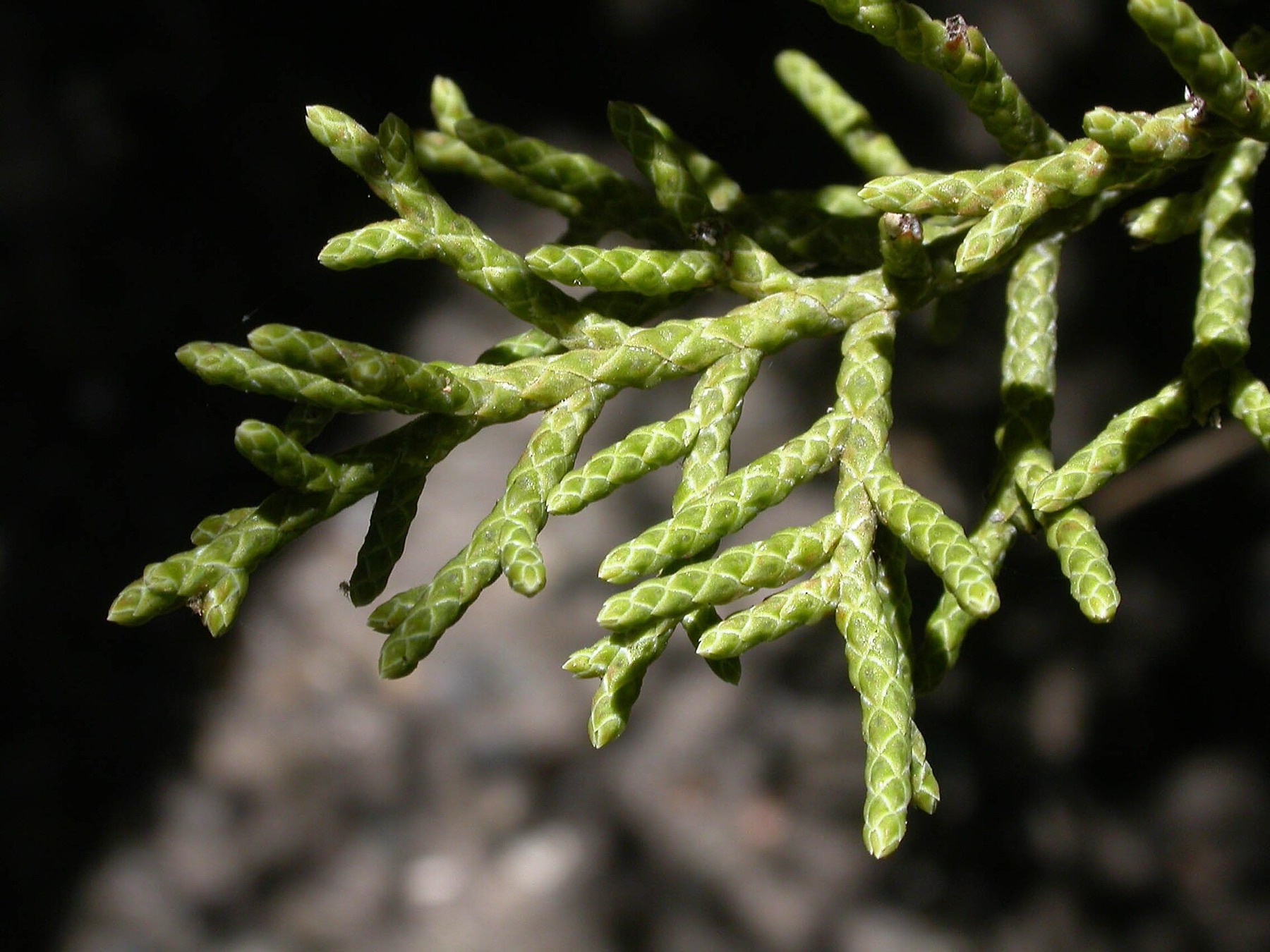 California Juniper — photo 7