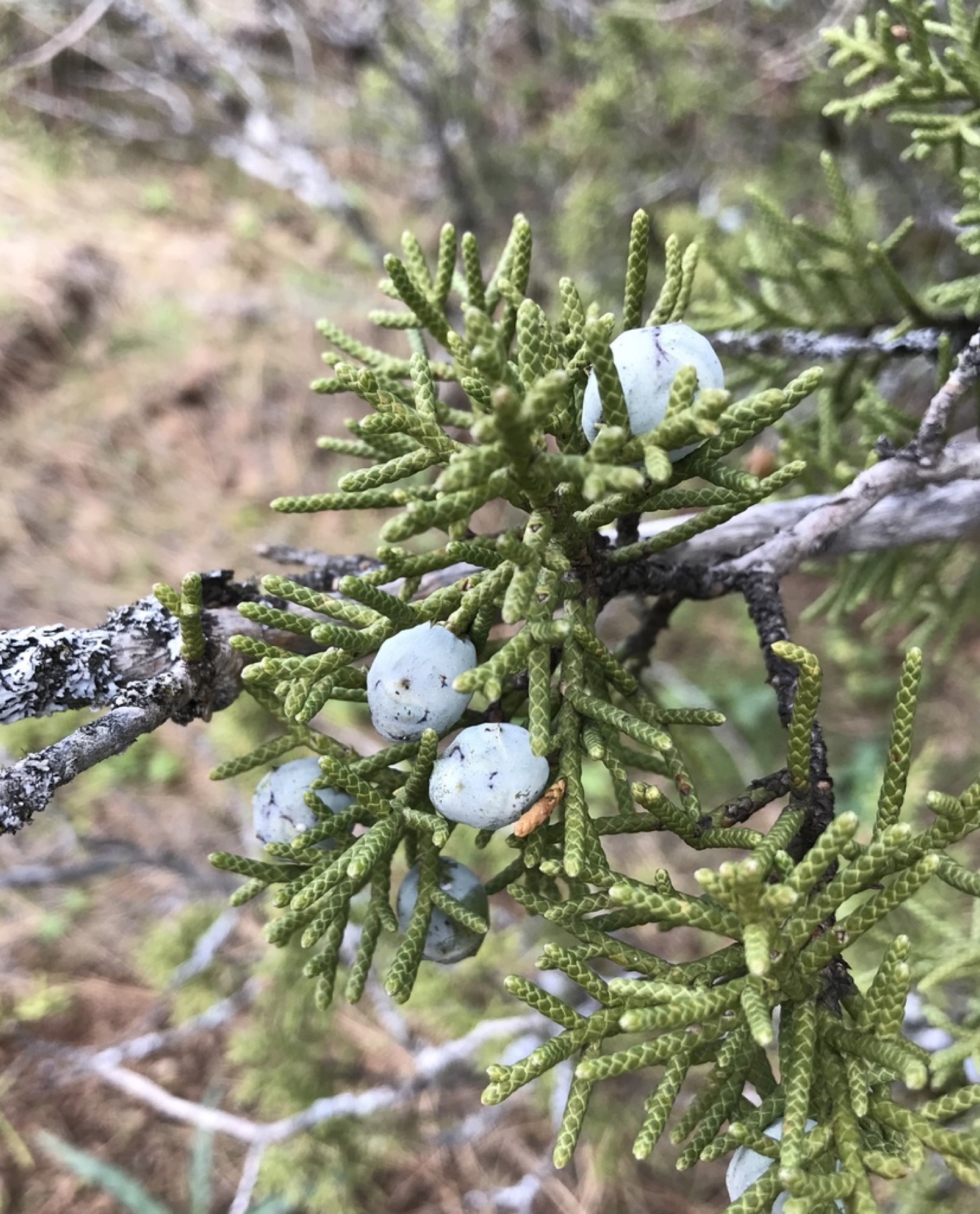 California Juniper — photo 8