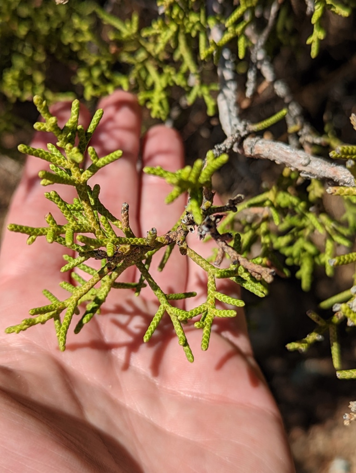 California Juniper — photo 10