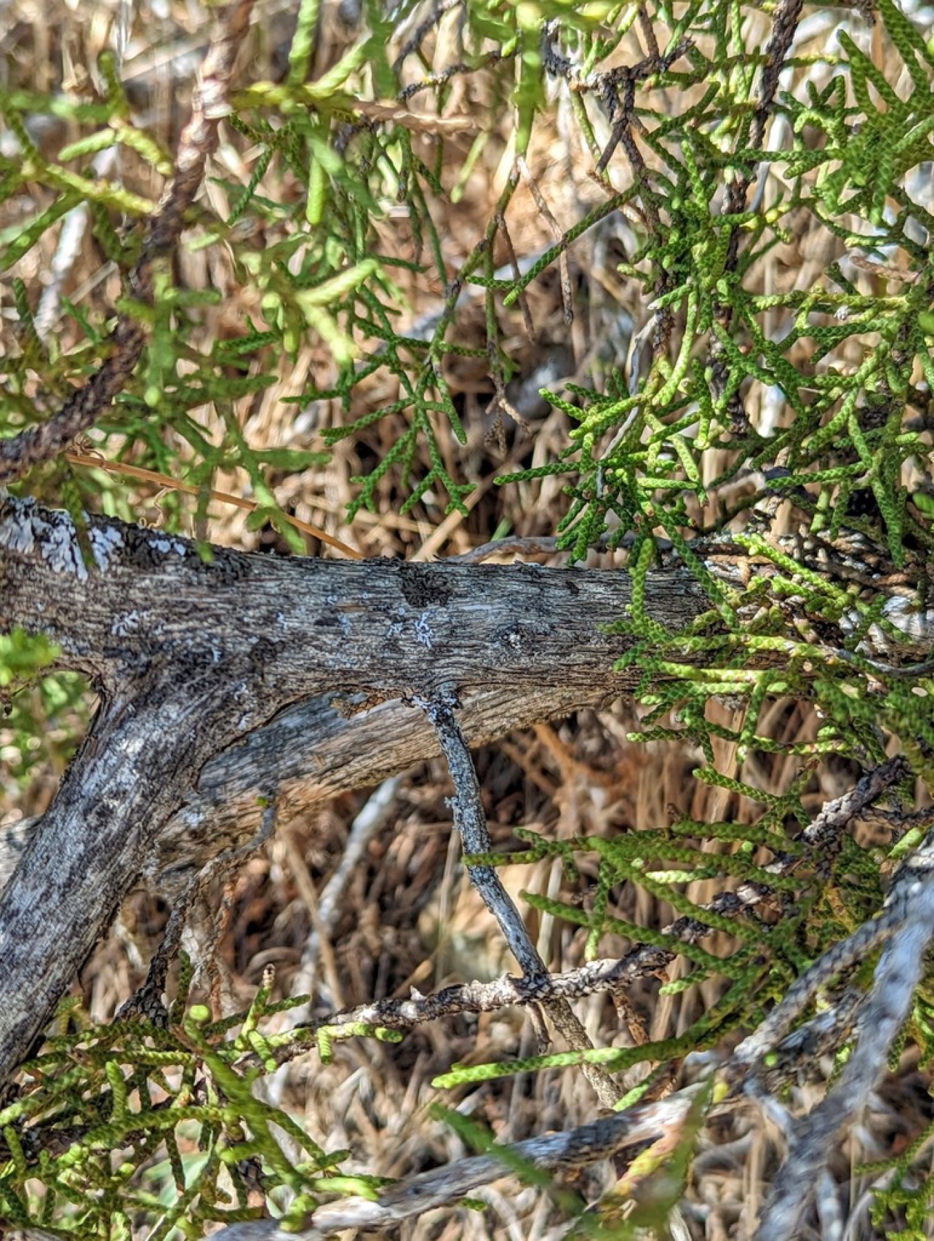 California Juniper — photo 11