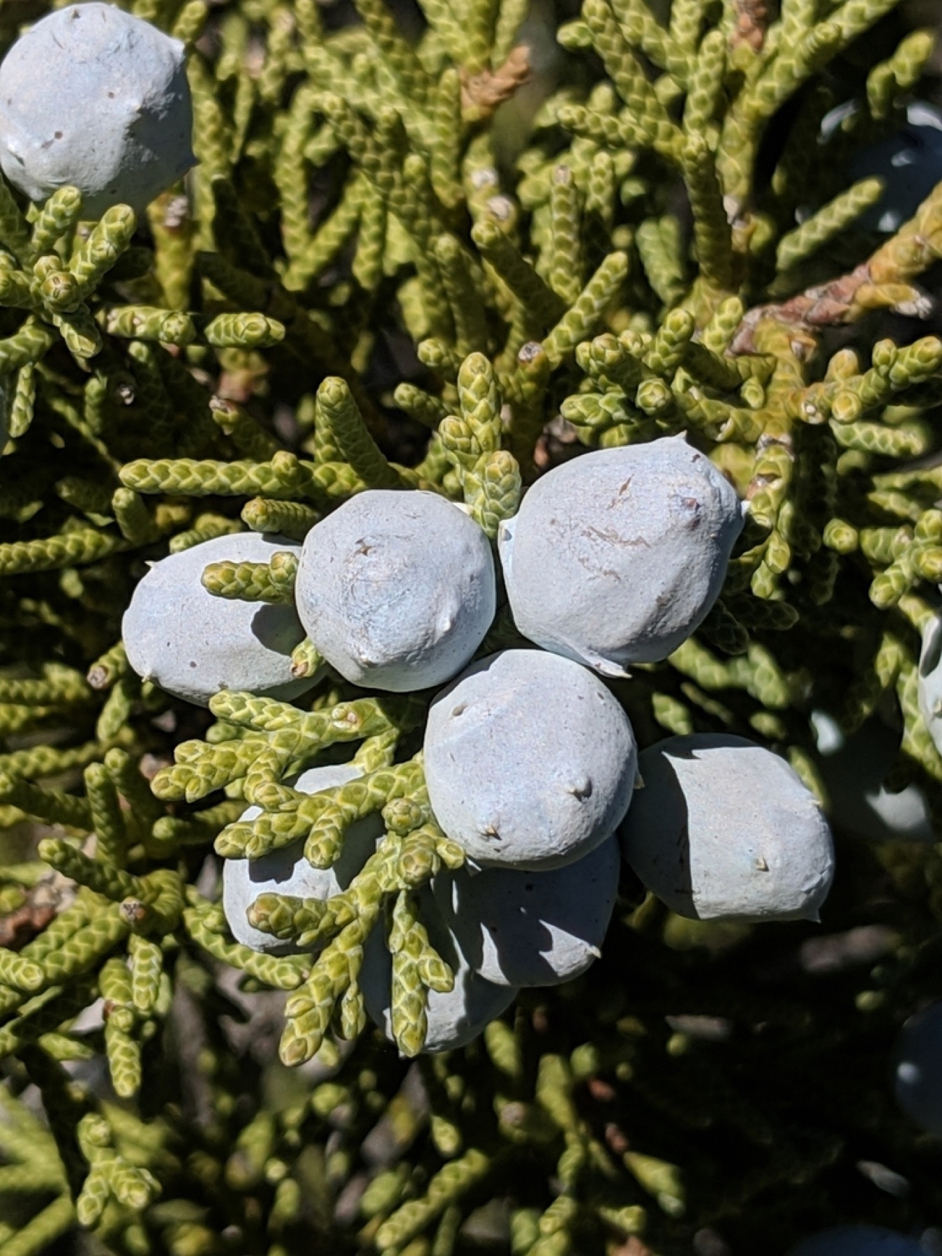 California Juniper — photo 12