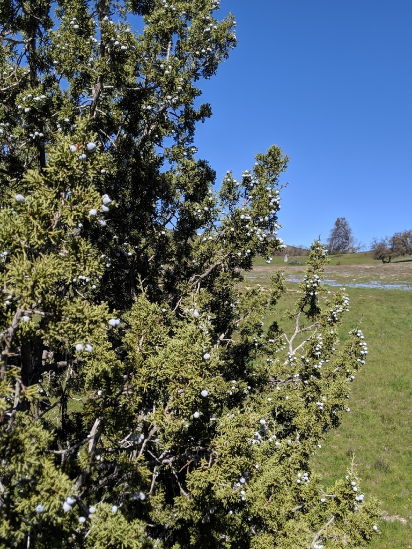 California Juniper — photo 13