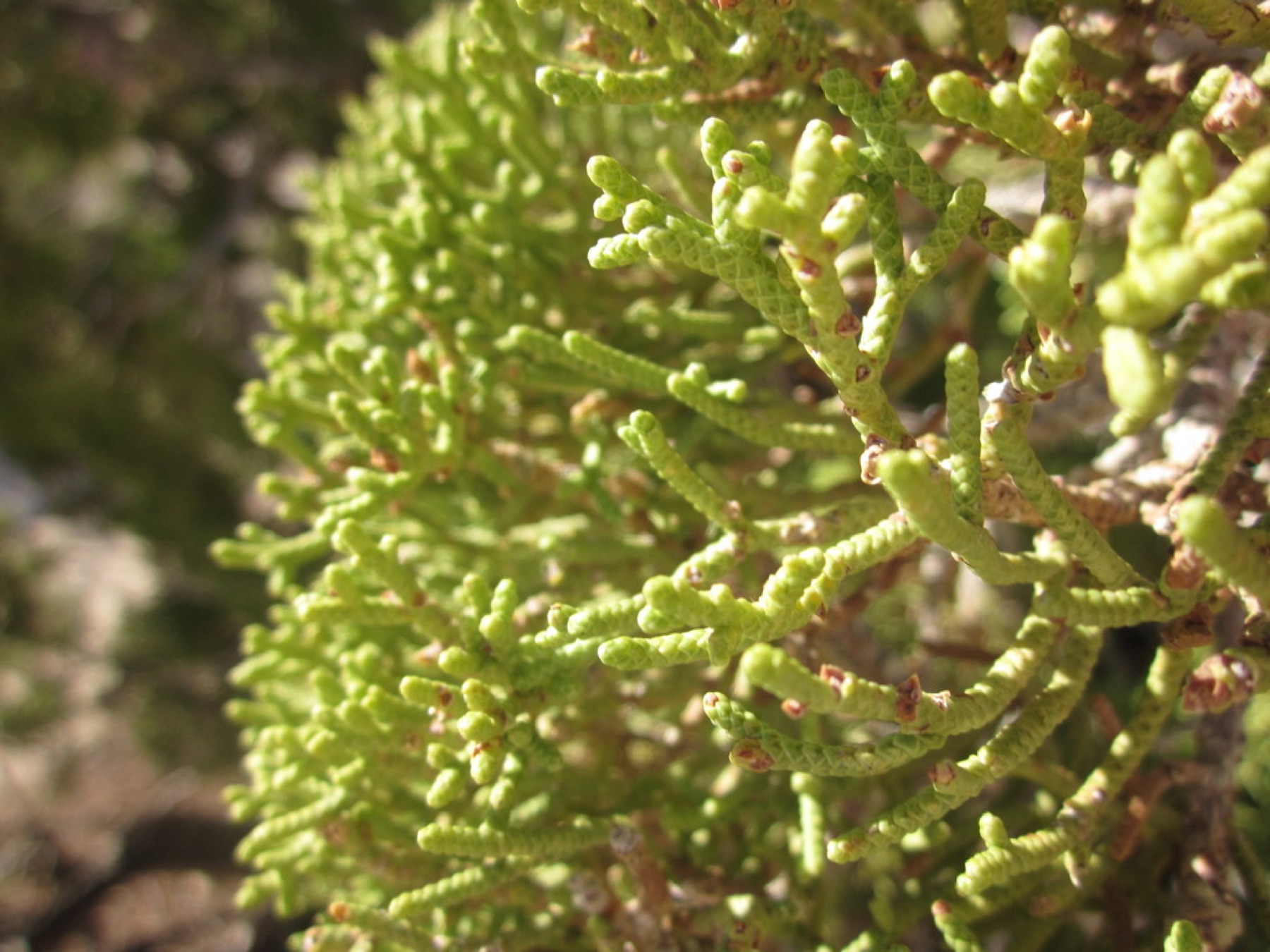 California Juniper — photo 14