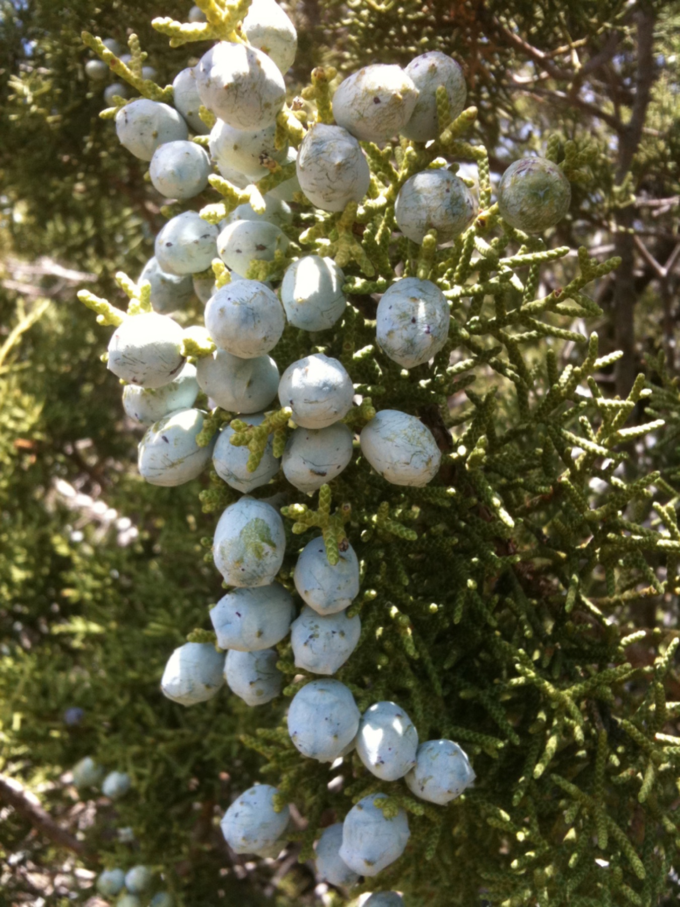 California Juniper — photo 15