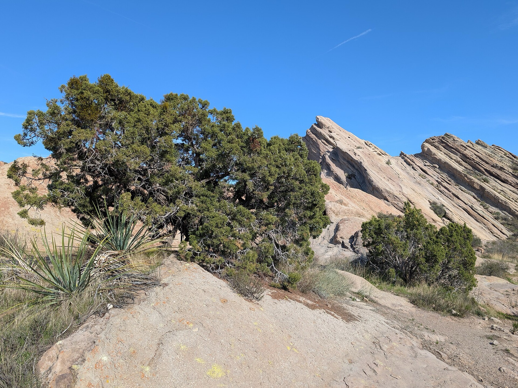 California Juniper — photo 16