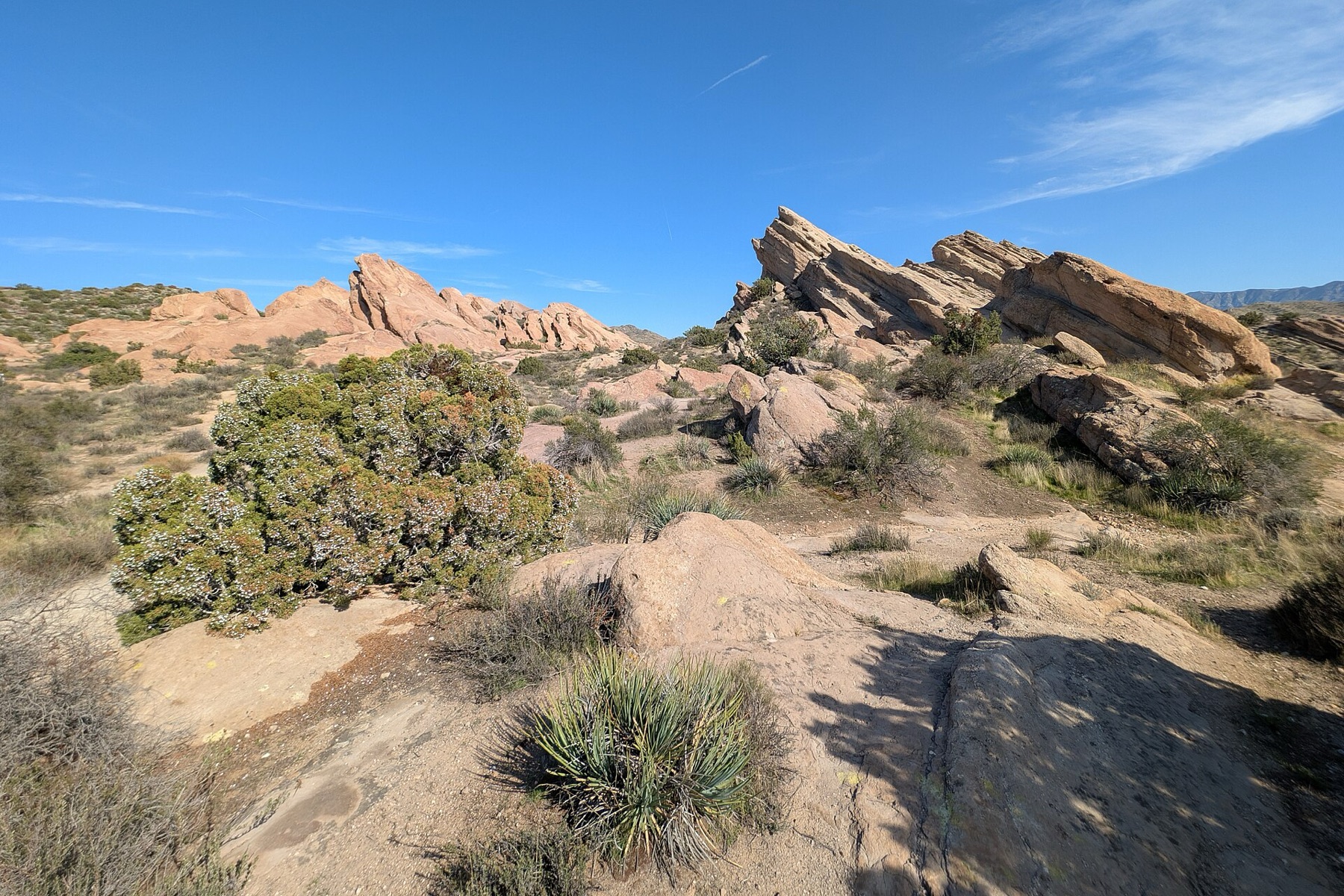 California Juniper — photo 17
