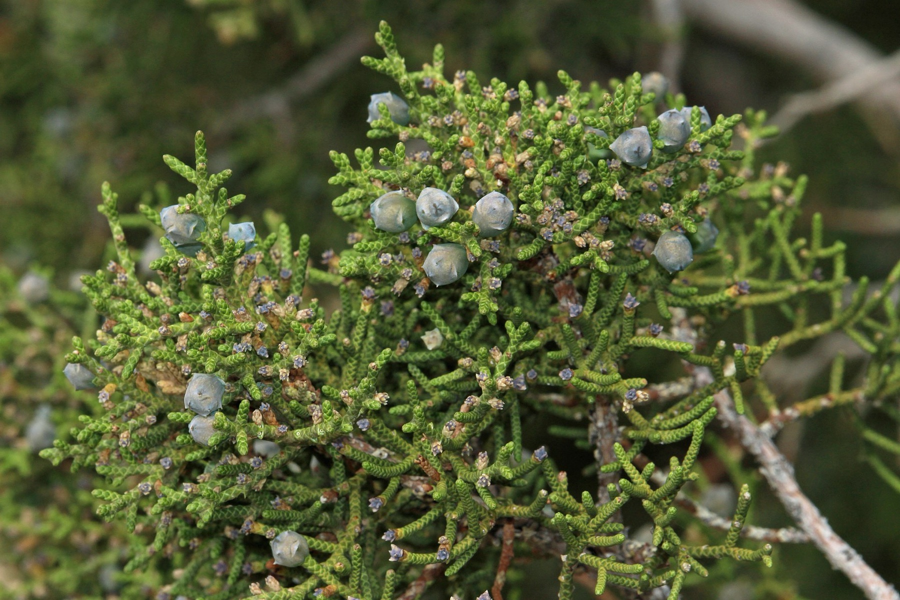 California Juniper — photo 18
