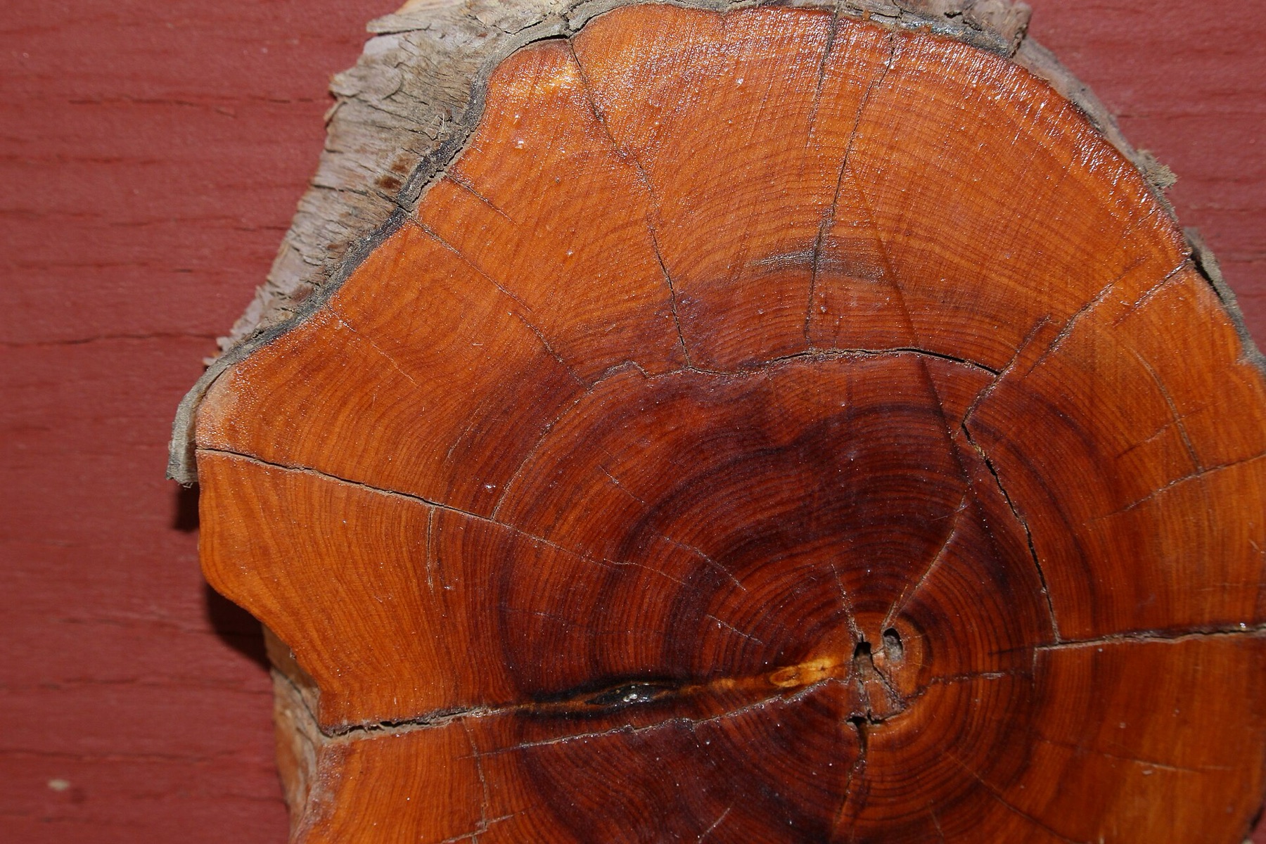 California Juniper — photo 19