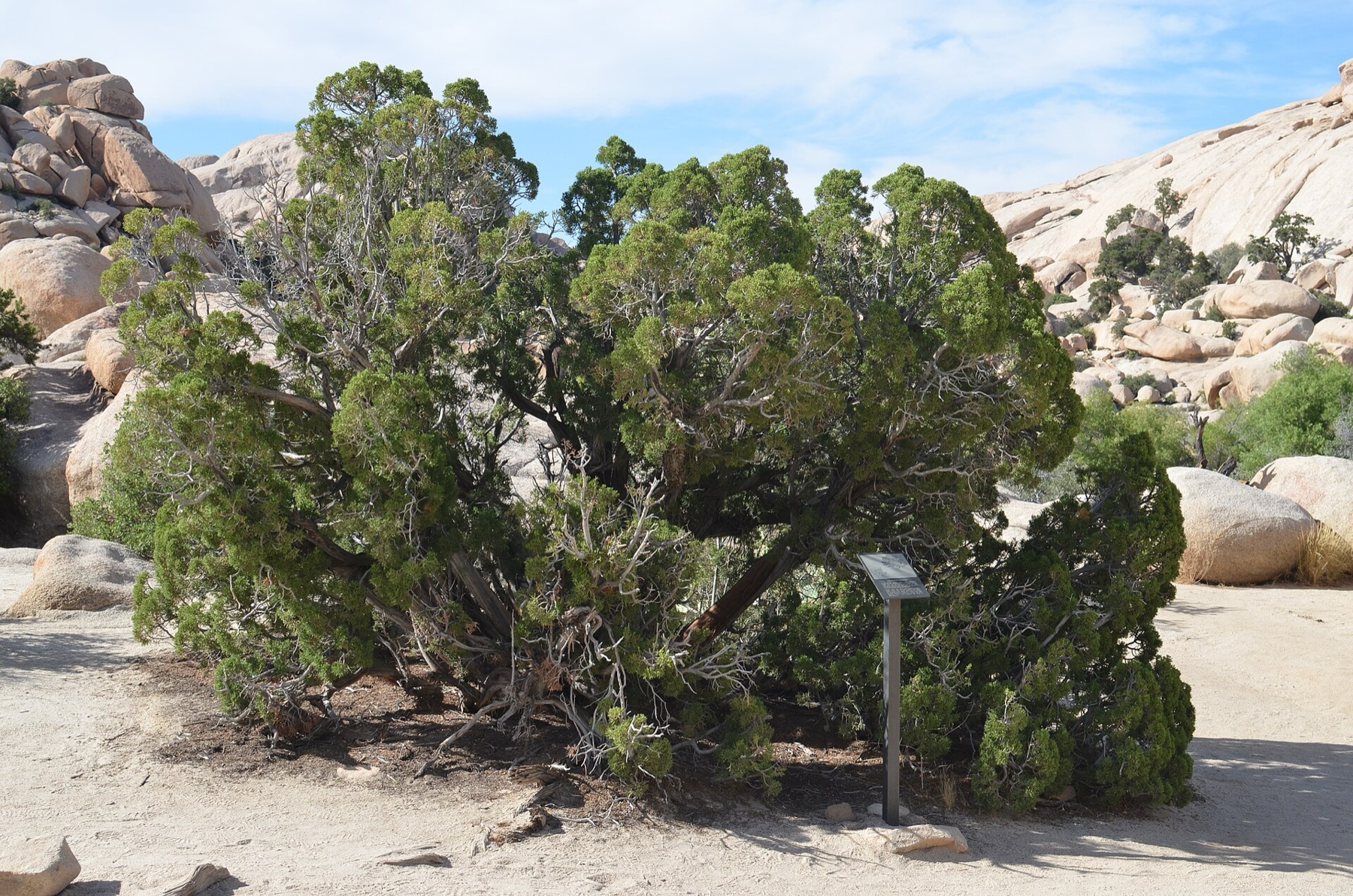 California Juniper — photo 20