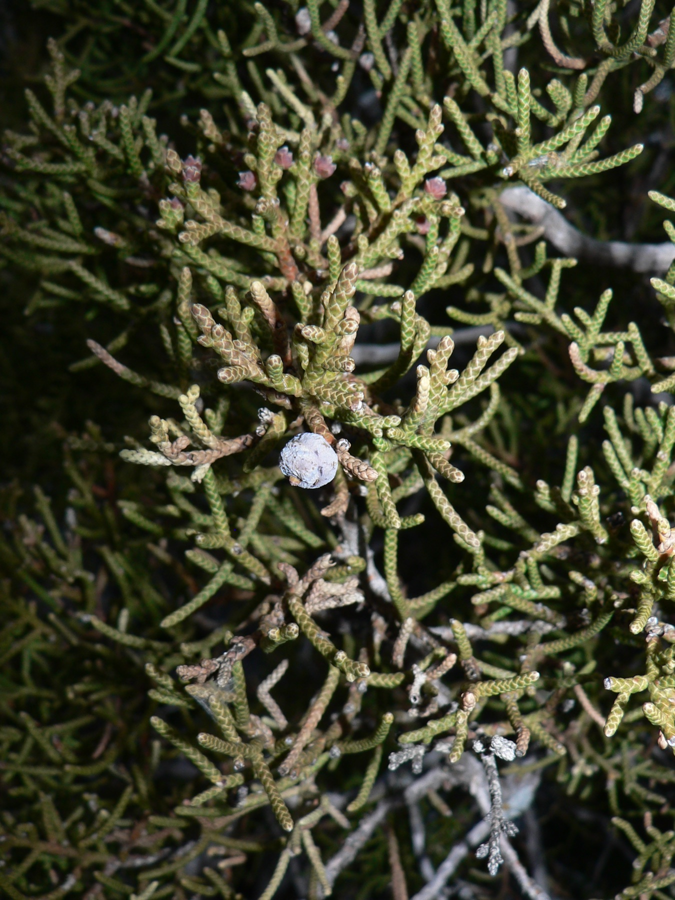 California Juniper — photo 21