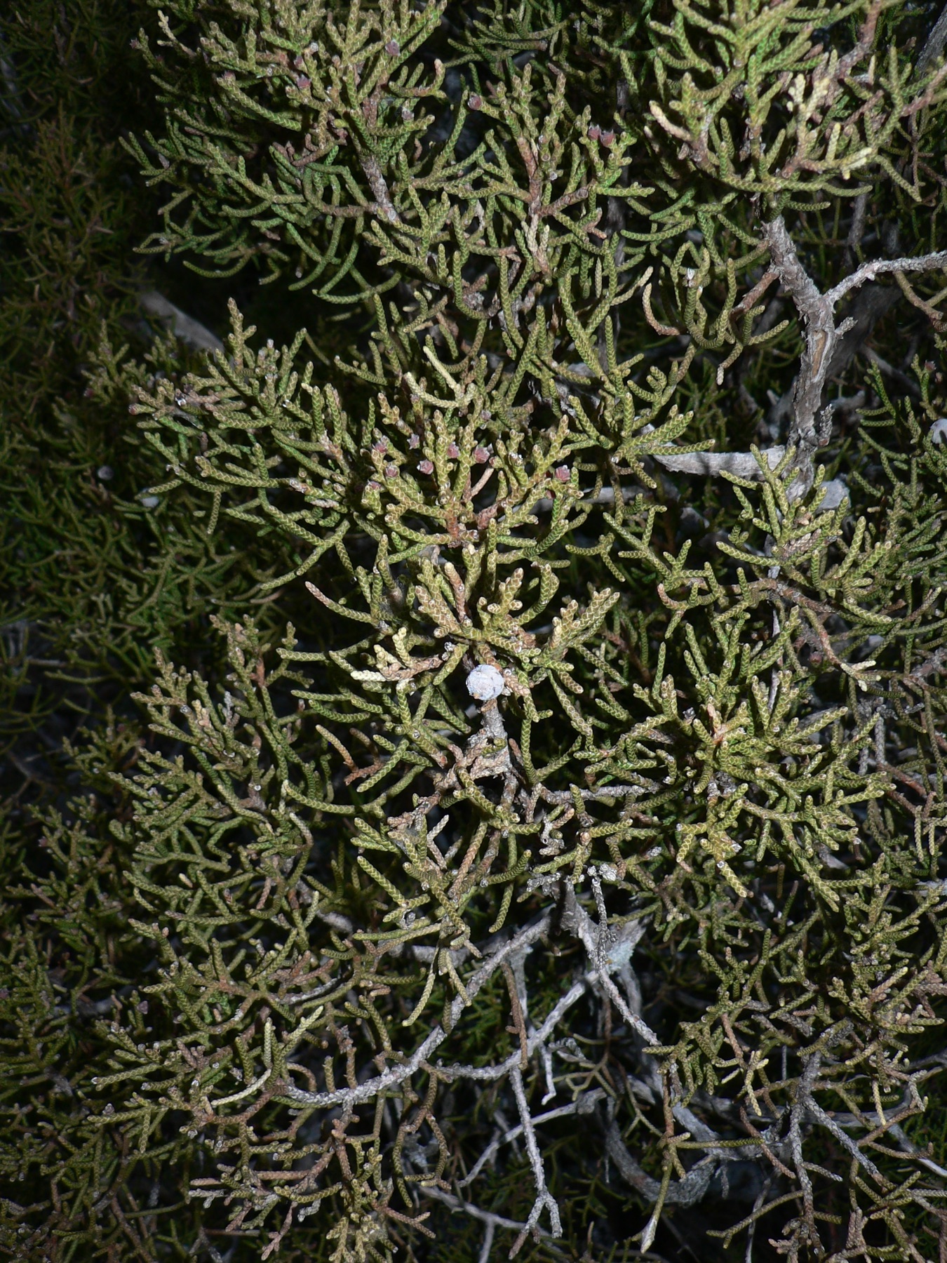 California Juniper — photo 22