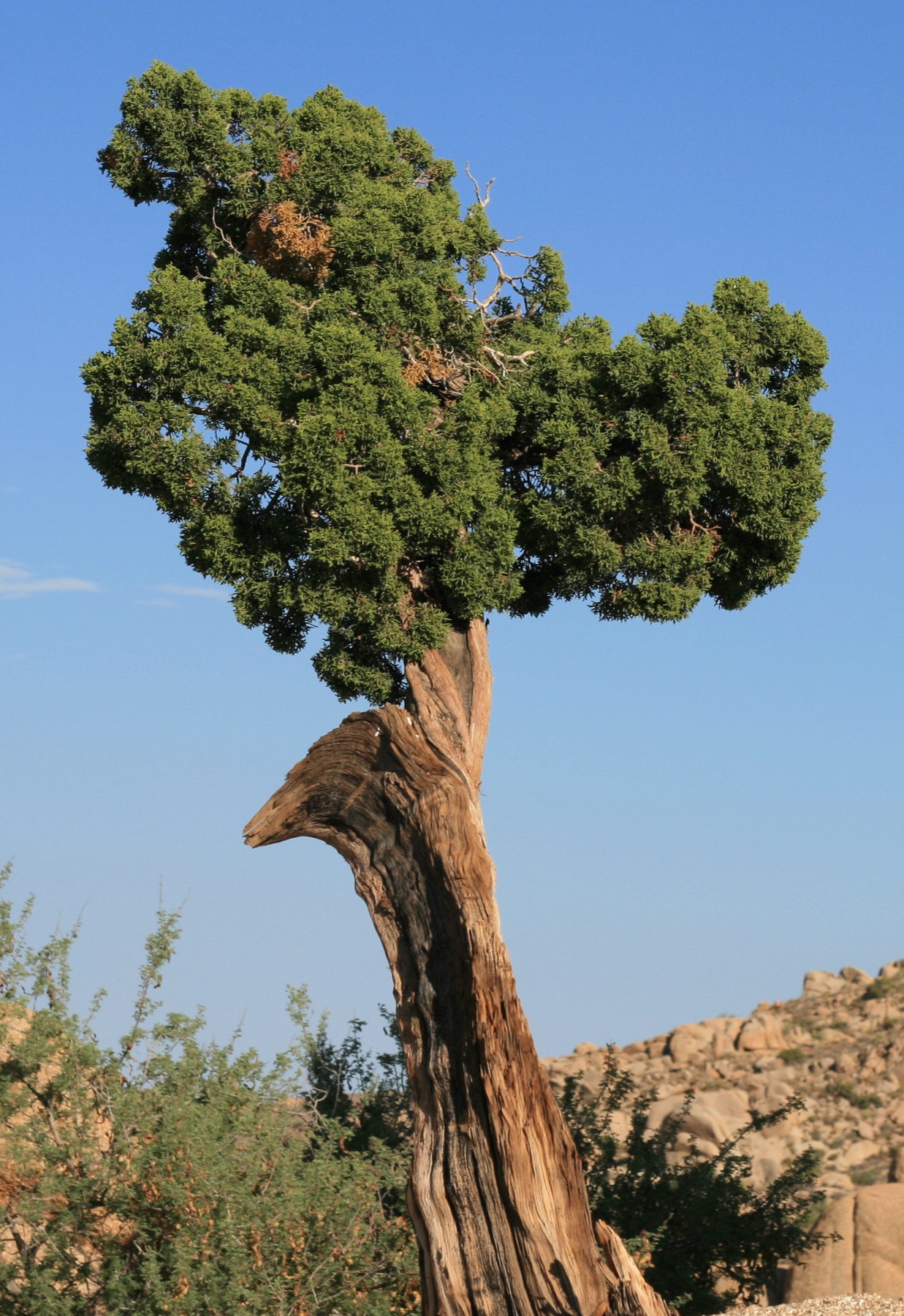 California Juniper — photo 23