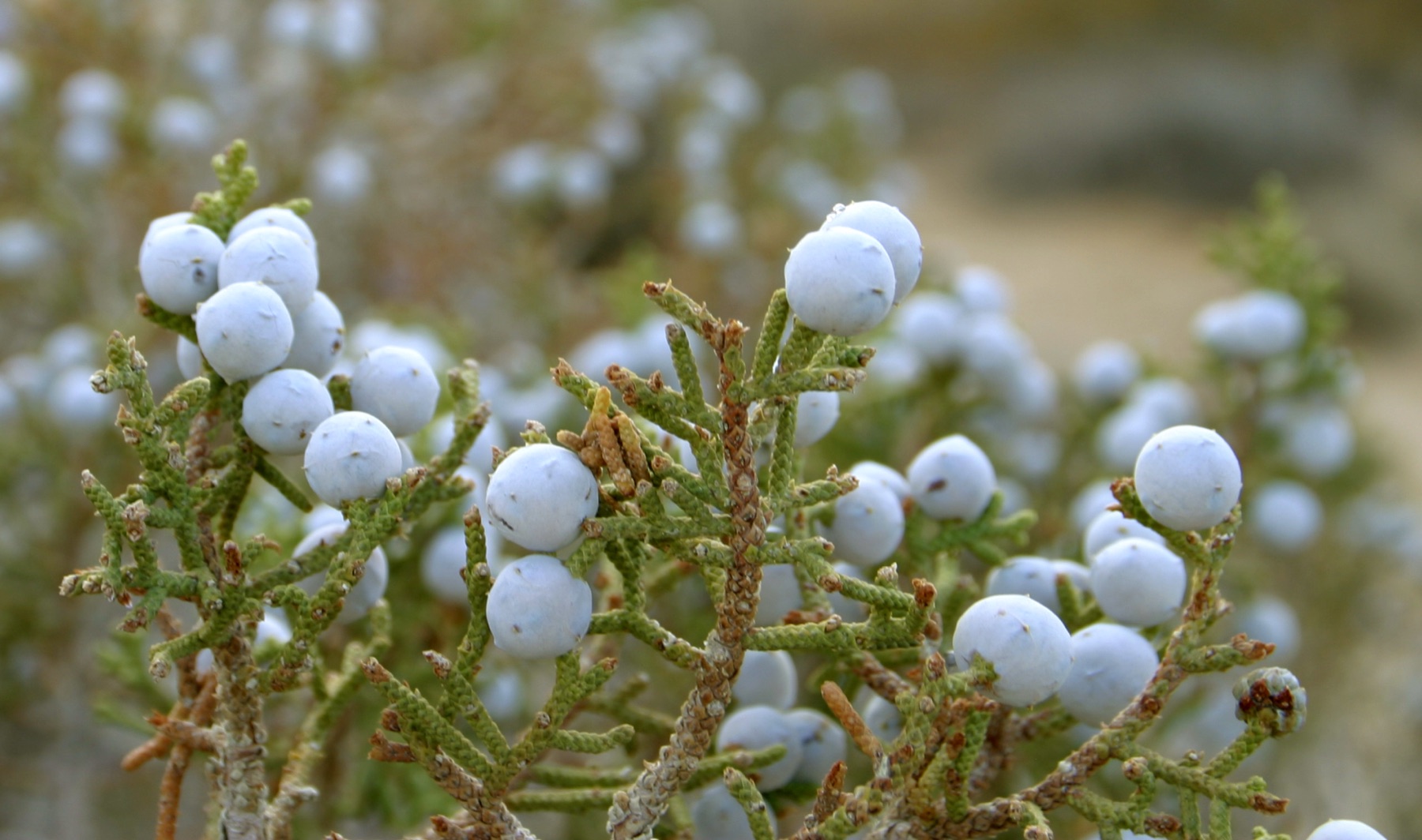 California Juniper — photo 24