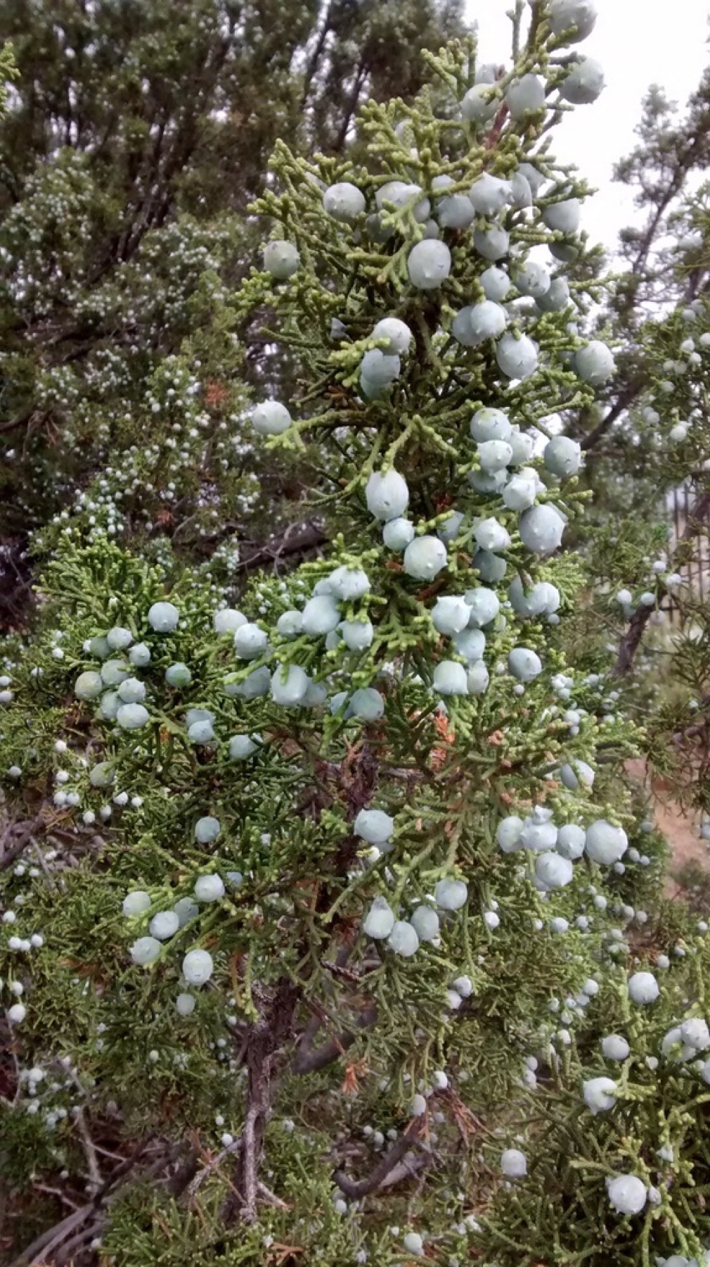 California Juniper
