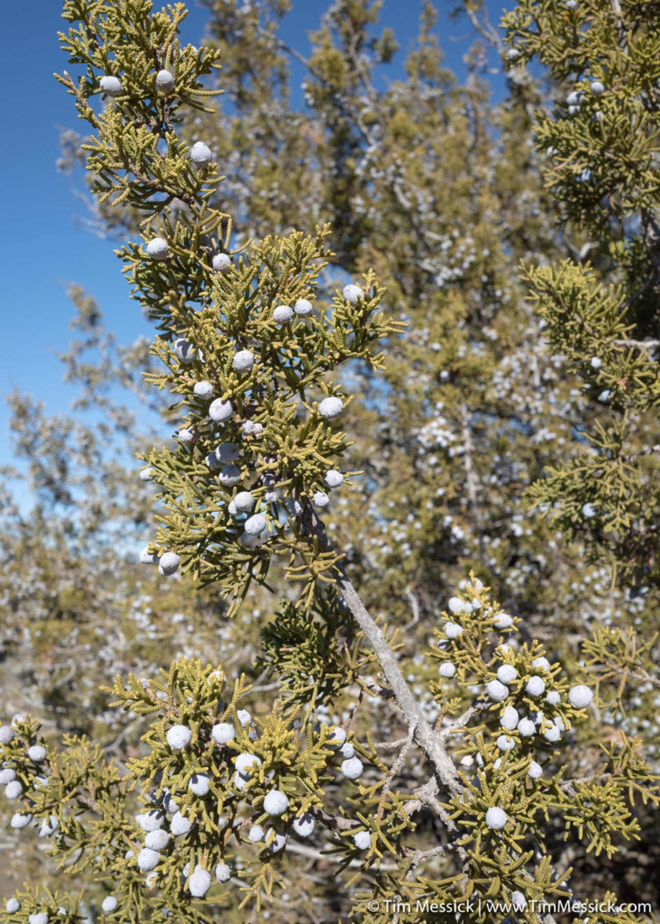 California Juniper — photo 2