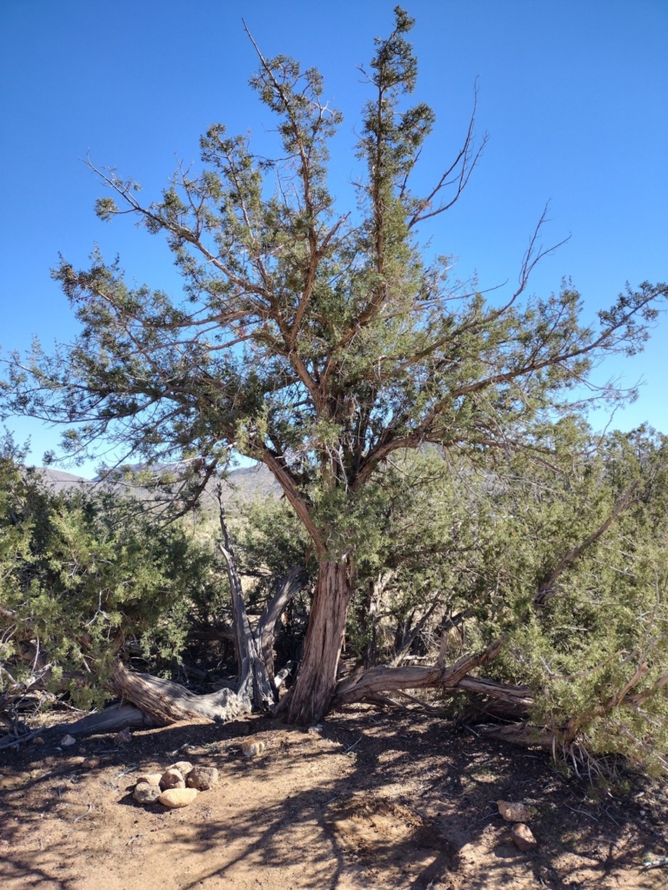 California Juniper — photo 3