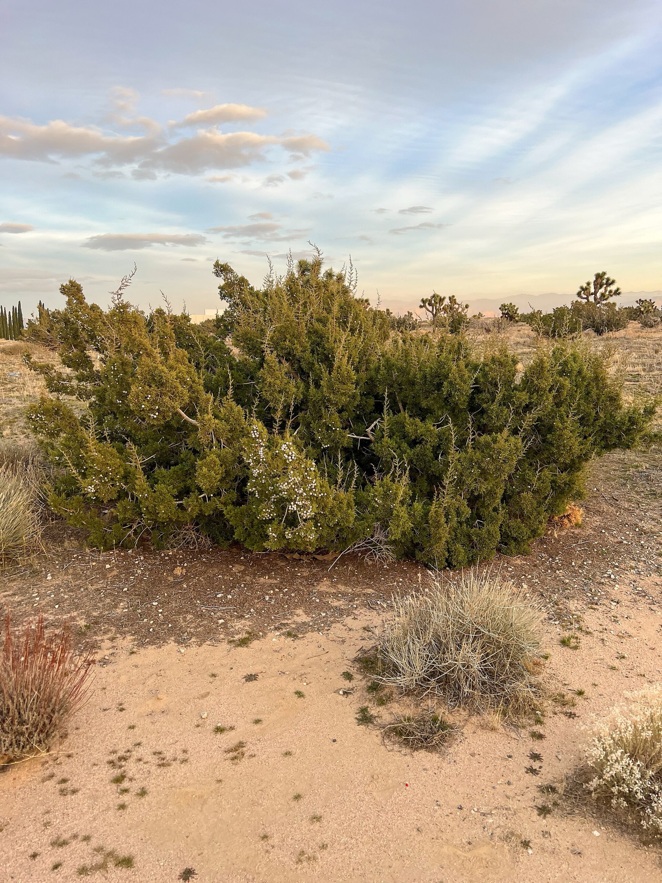 California Juniper — photo 4