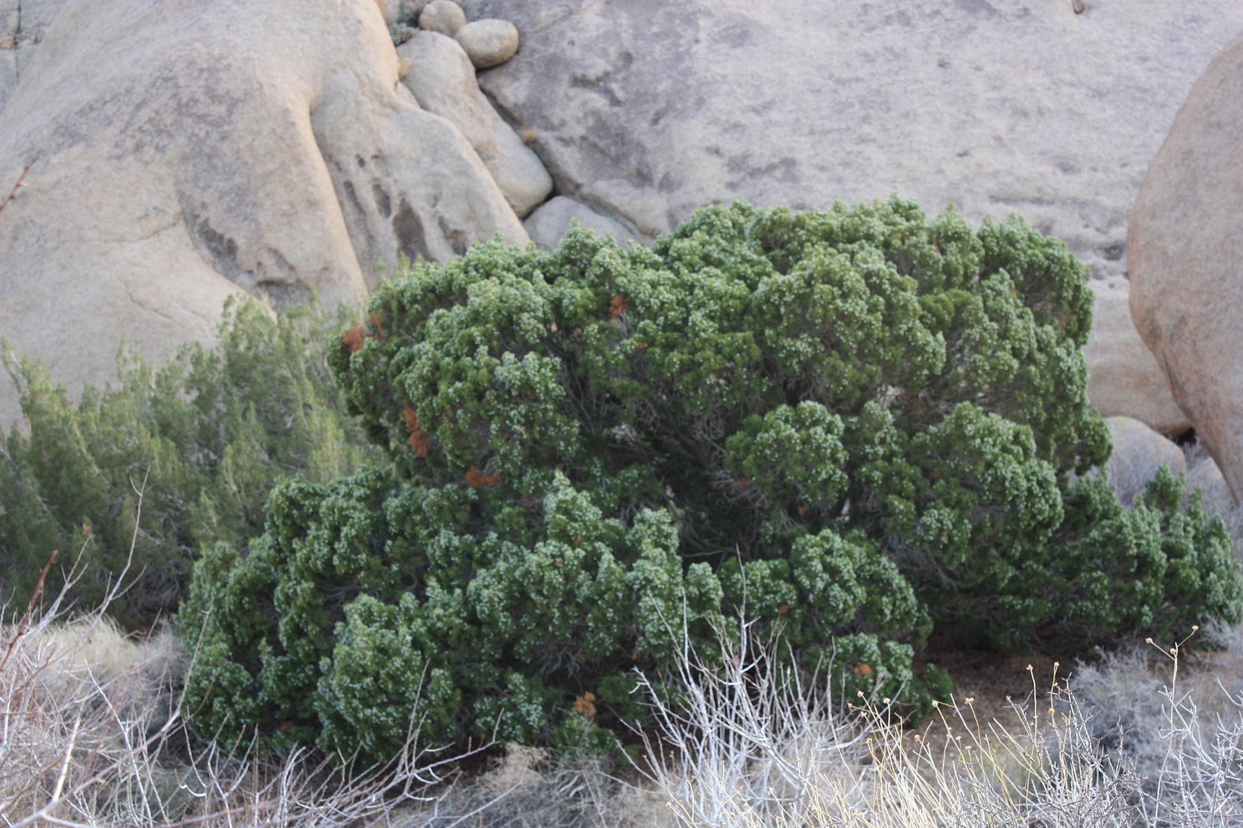 California Juniper — photo 5
