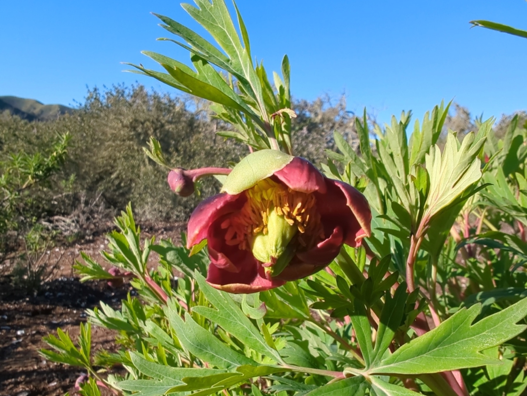 California Peony — photo 6