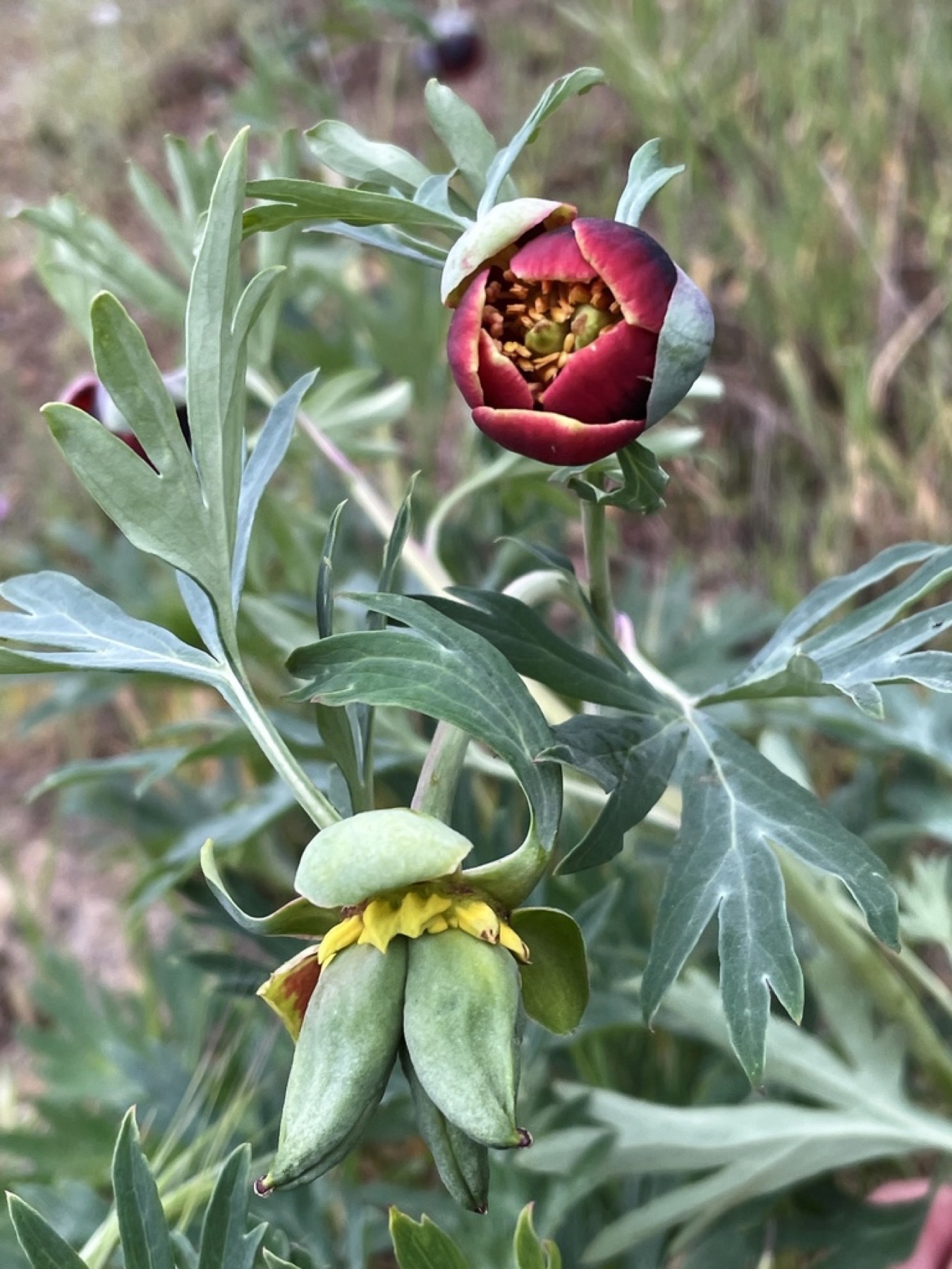 California Peony — photo 7