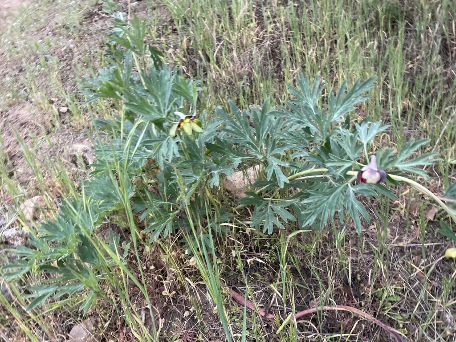 California Peony — photo 8