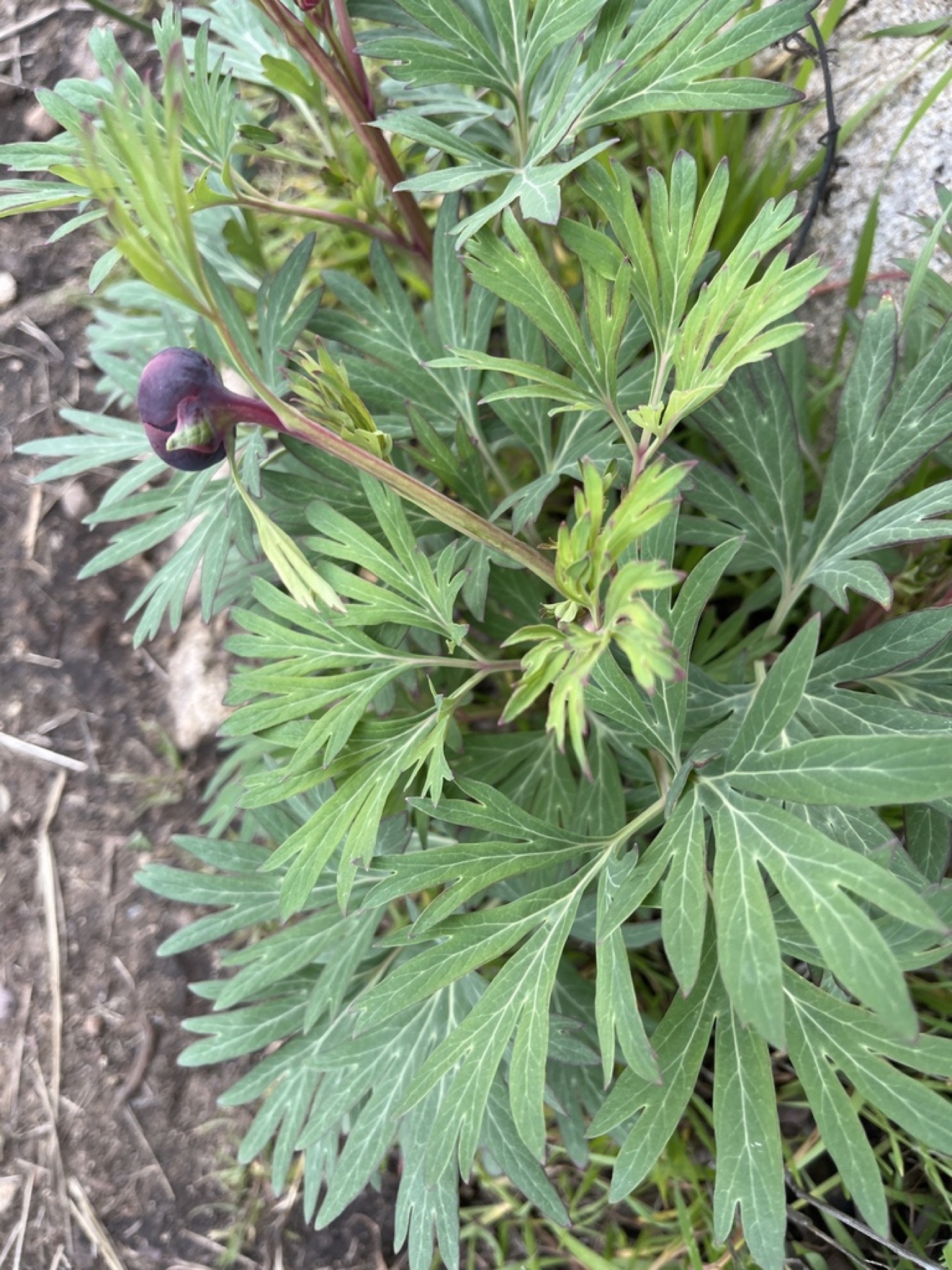 California Peony — photo 9