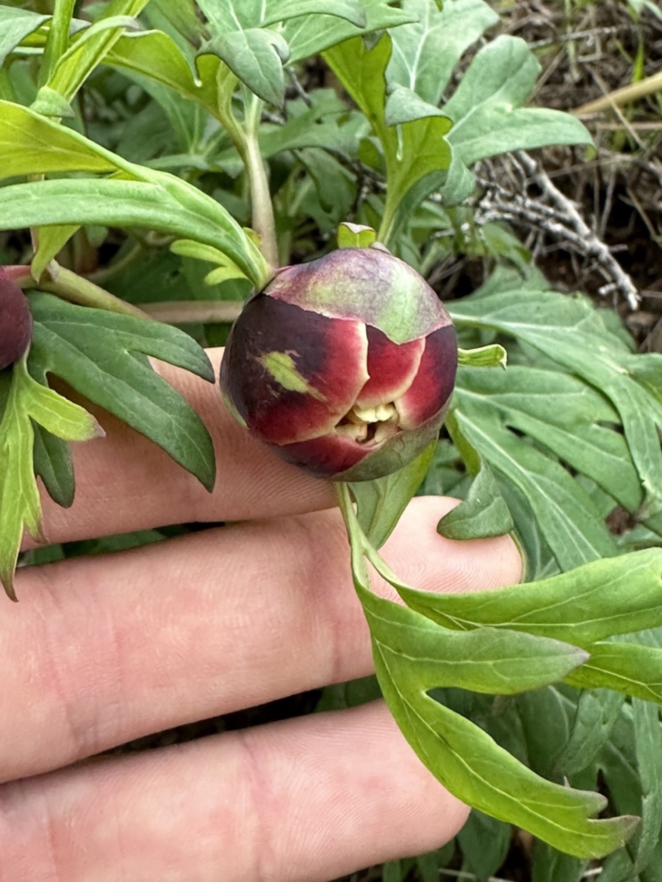 California Peony — photo 10