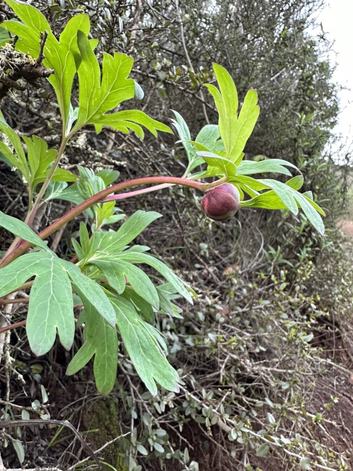 California Peony — photo 11