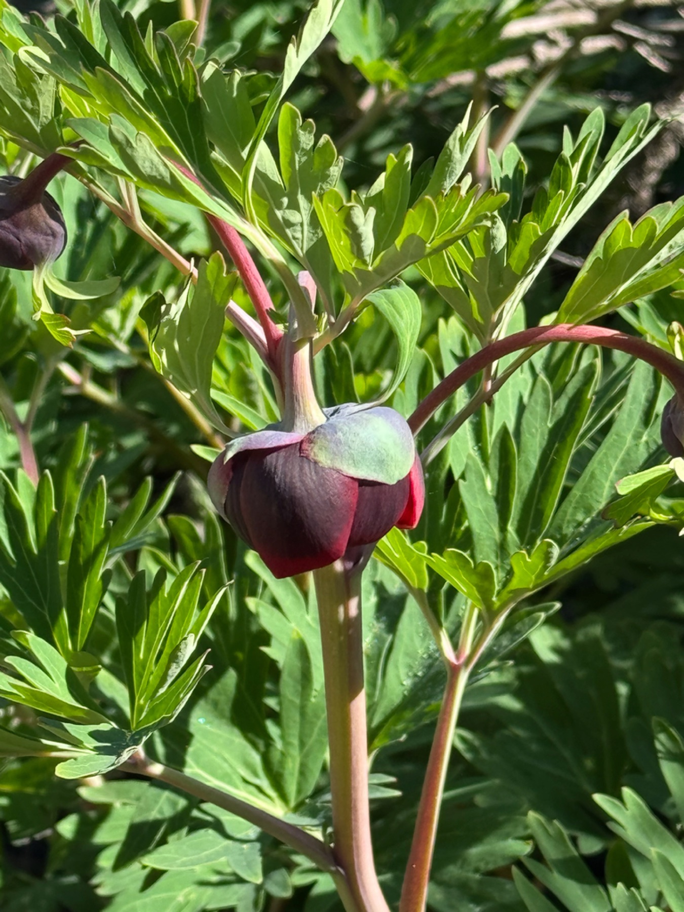 California Peony — photo 12