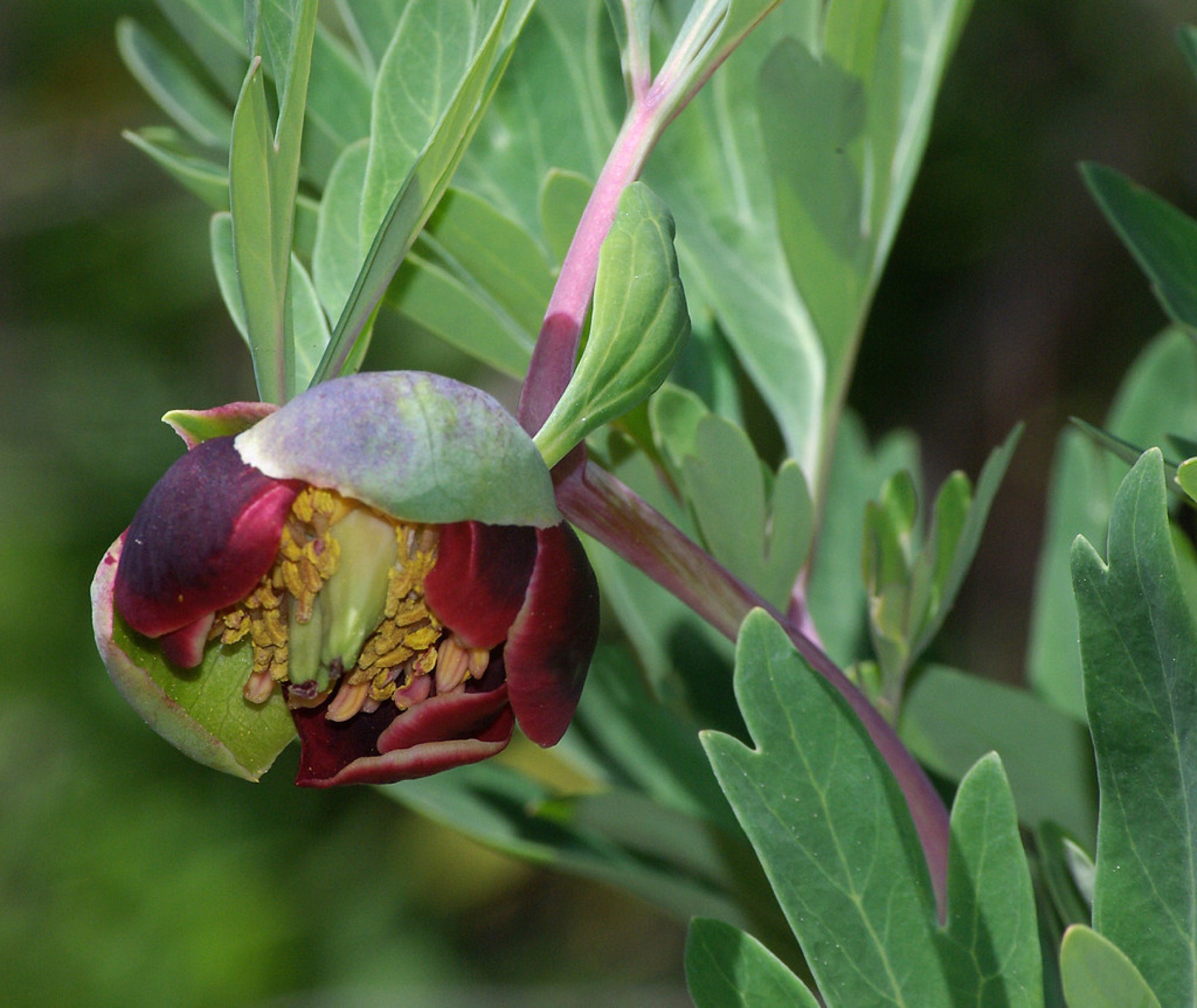 California Peony — photo 13