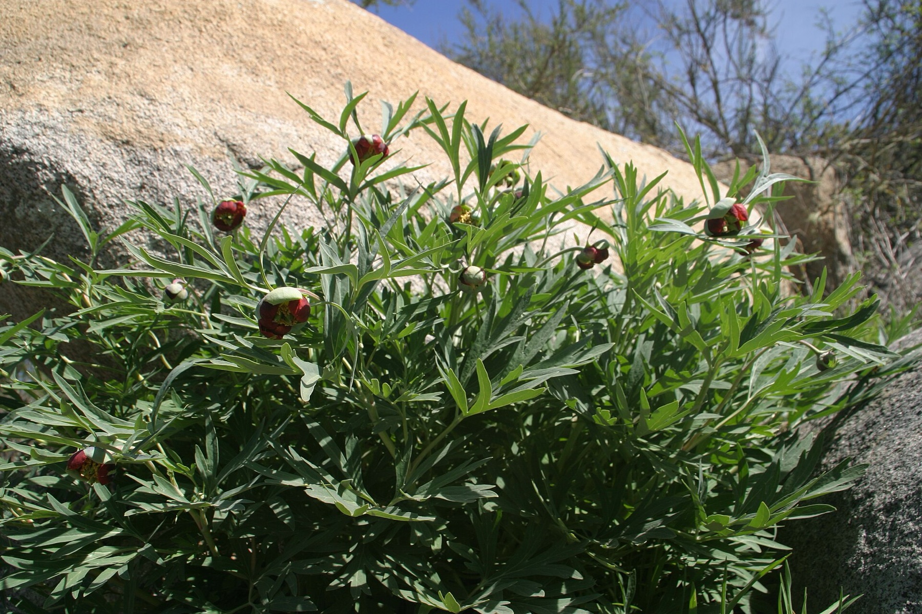 California Peony — photo 14