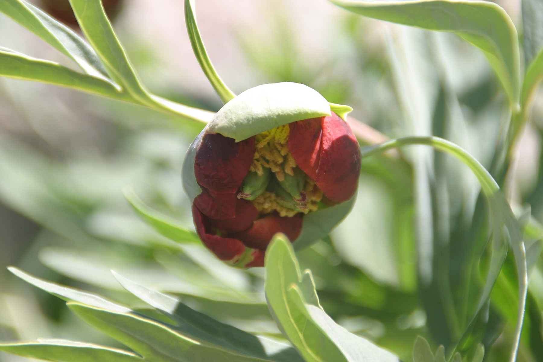 California Peony — photo 15