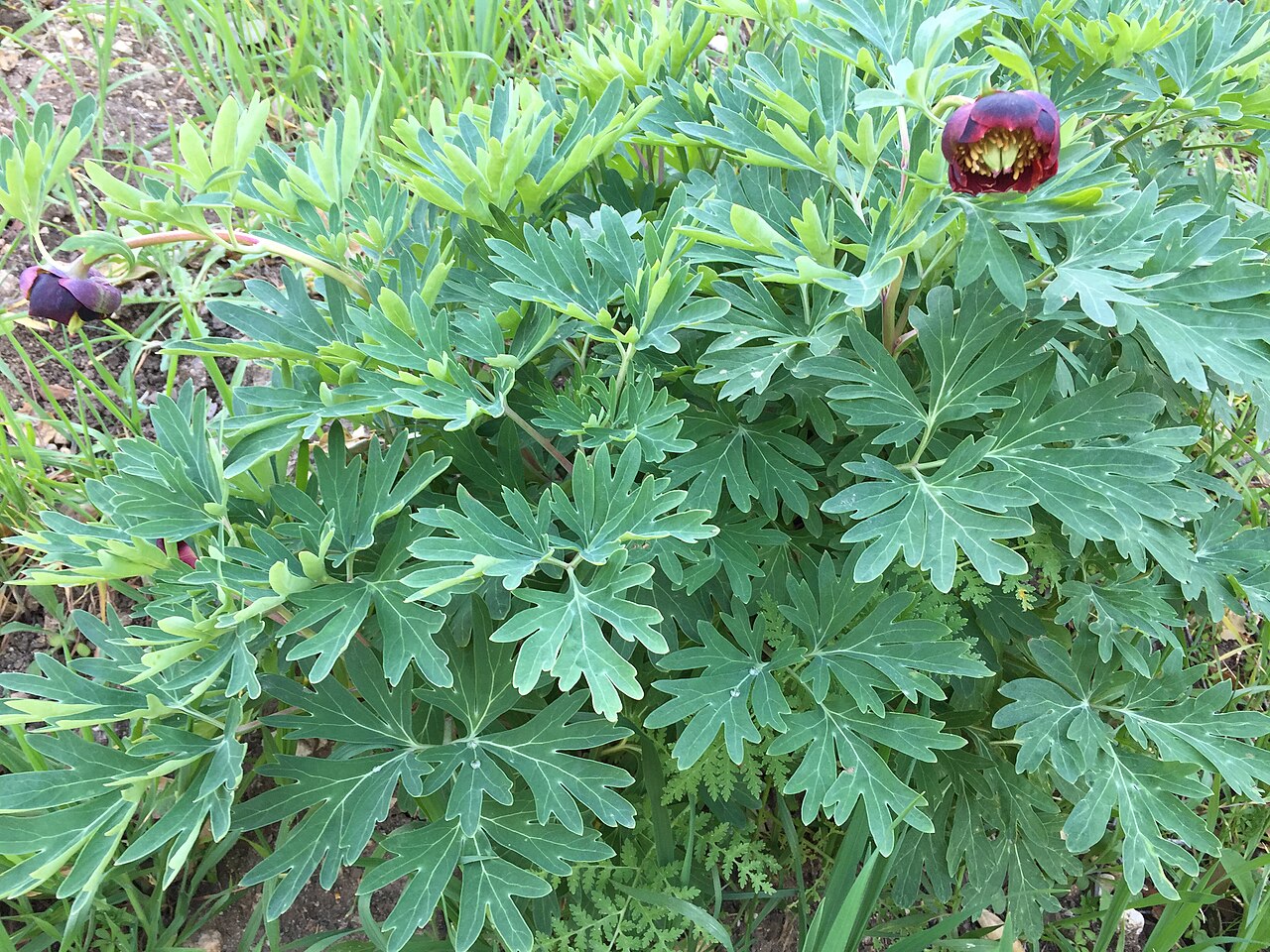 California Peony — photo 23
