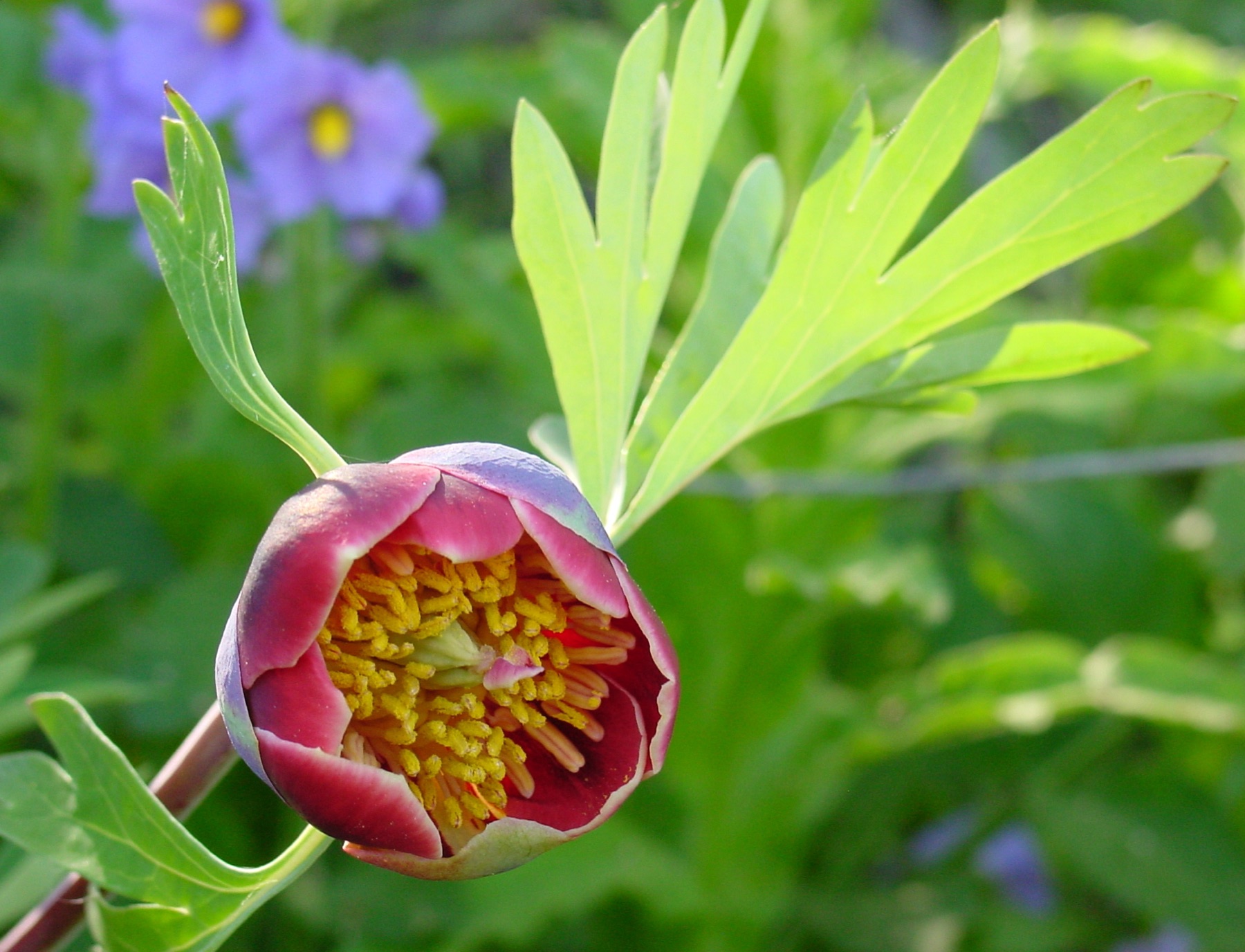 California Peony — photo 16