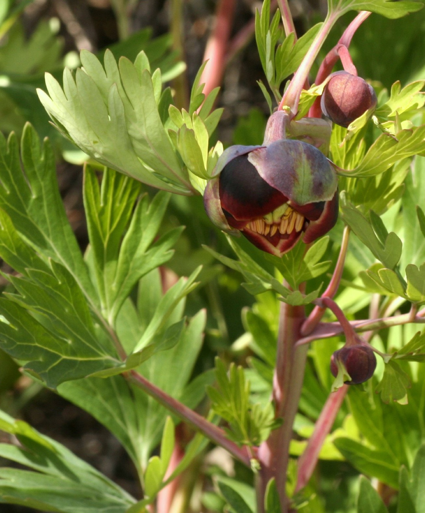 California Peony — photo 17