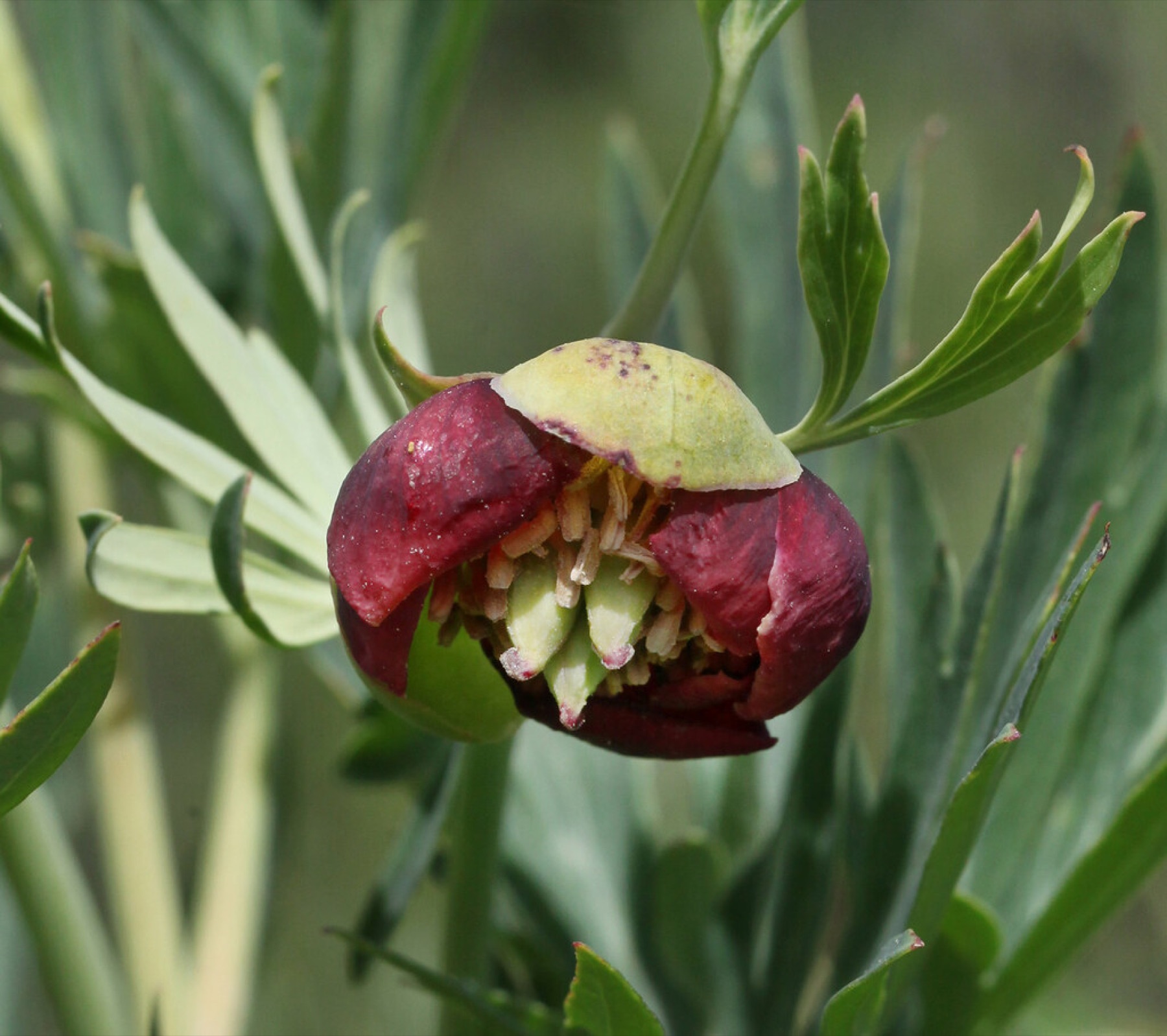 California Peony — photo 18