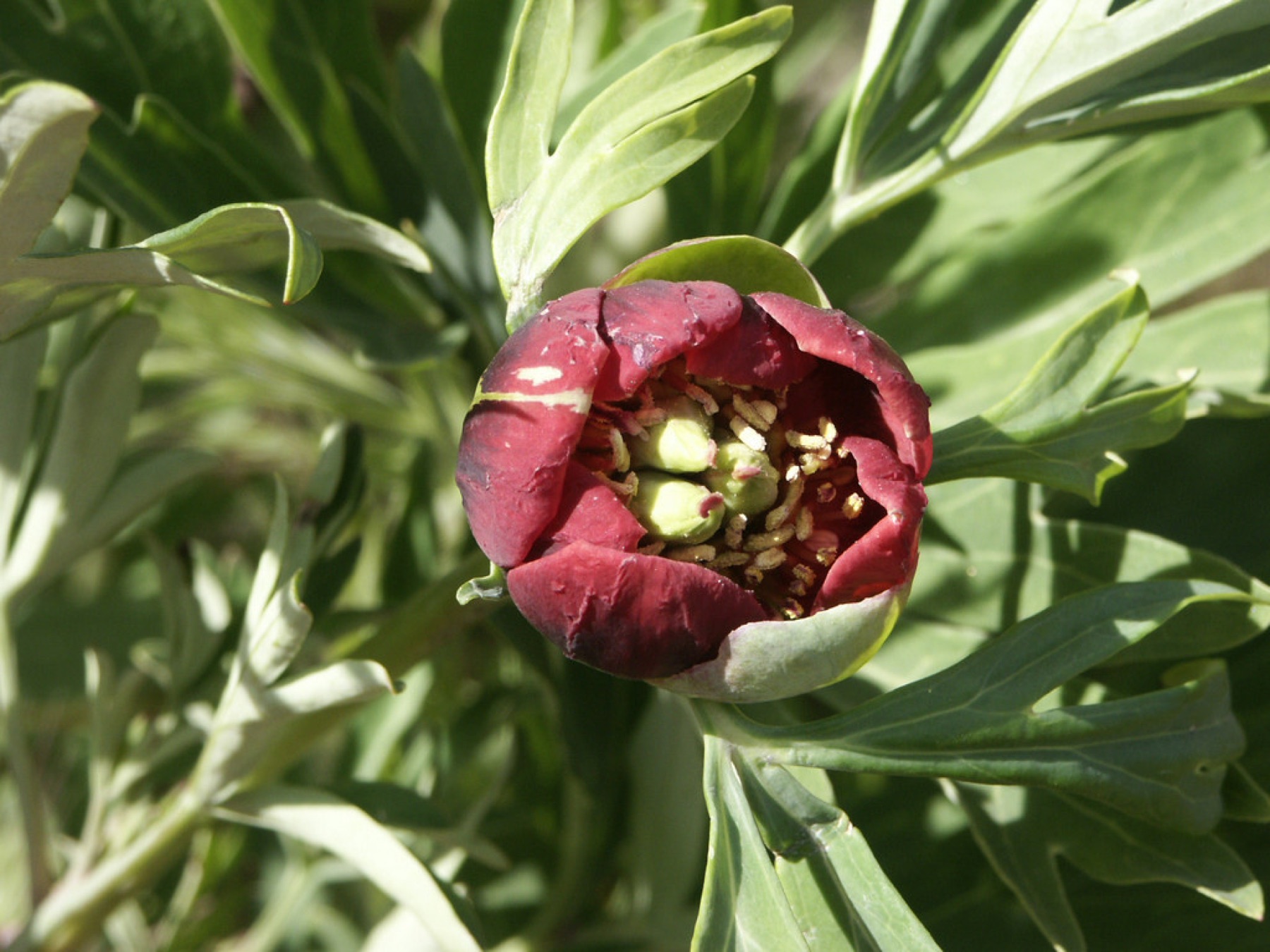 California Peony — photo 19