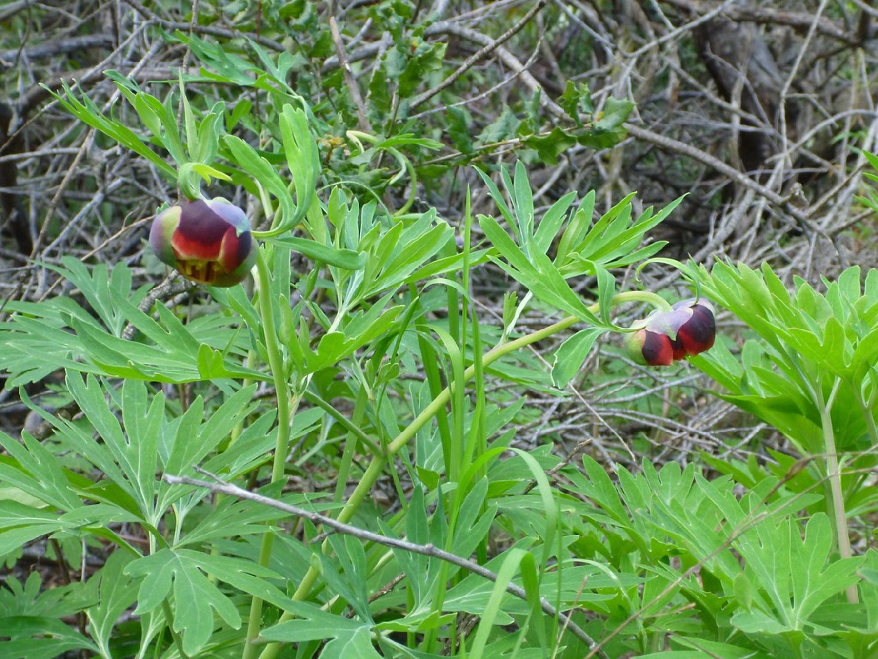 California Peony — photo 20