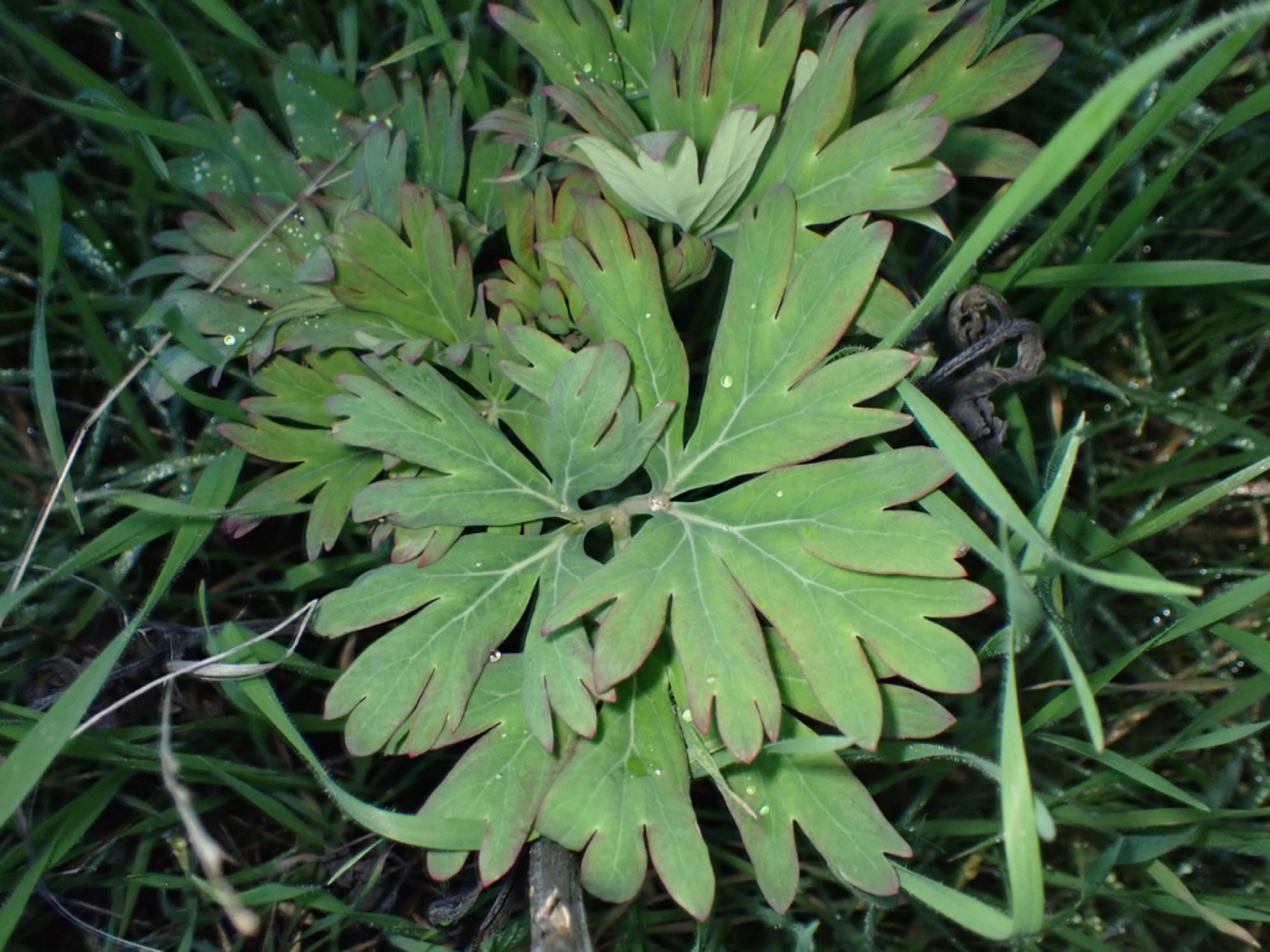 California Peony — photo 21