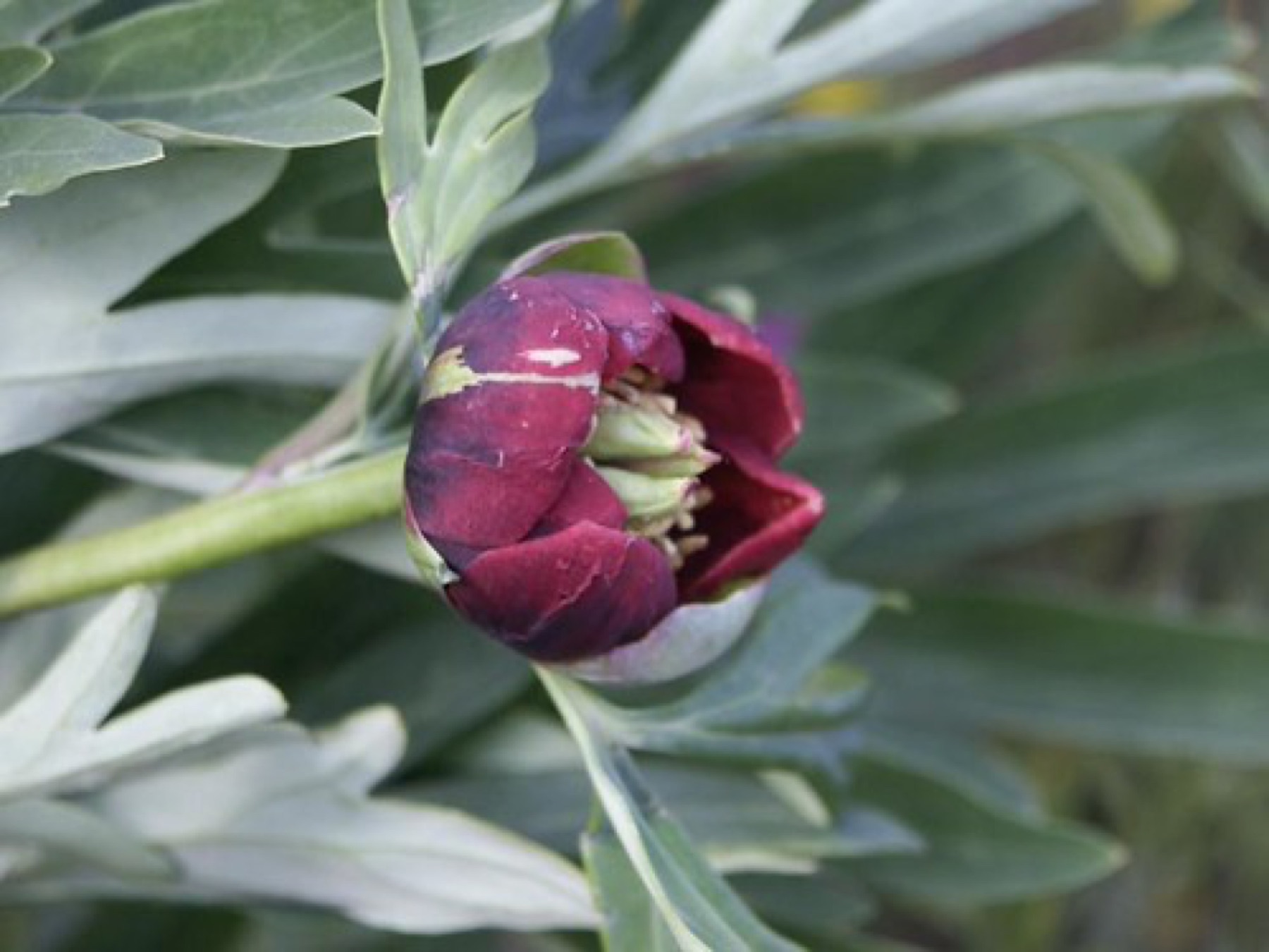 California Peony