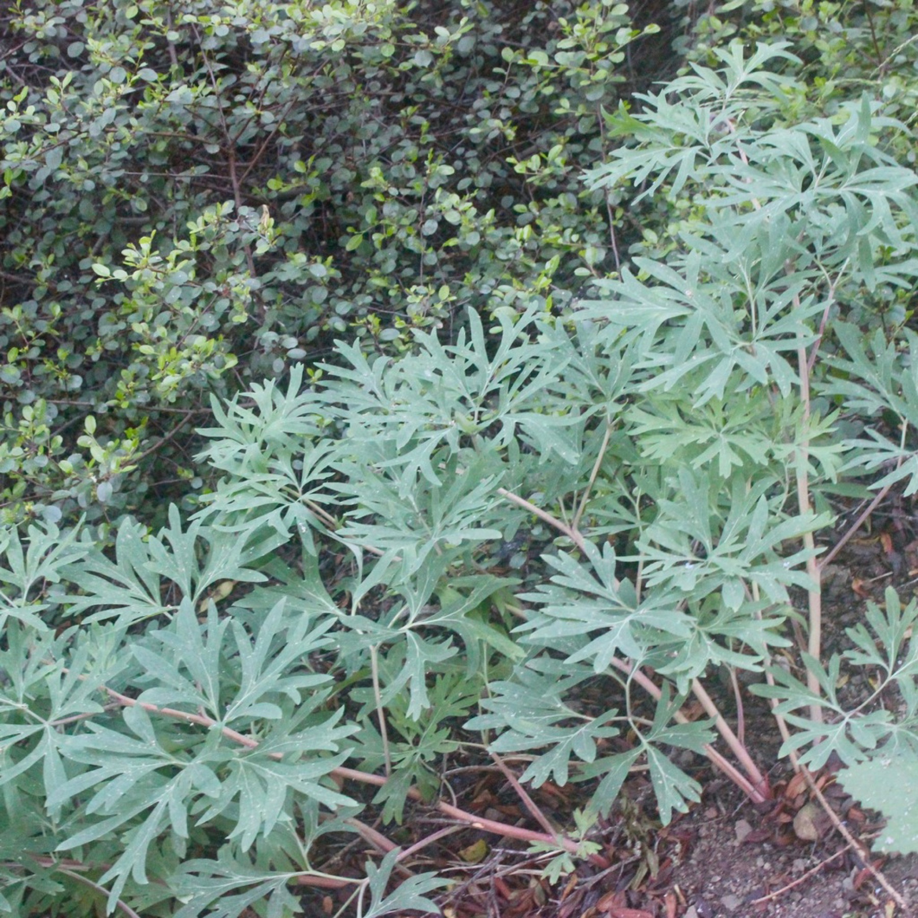 California Peony — photo 2