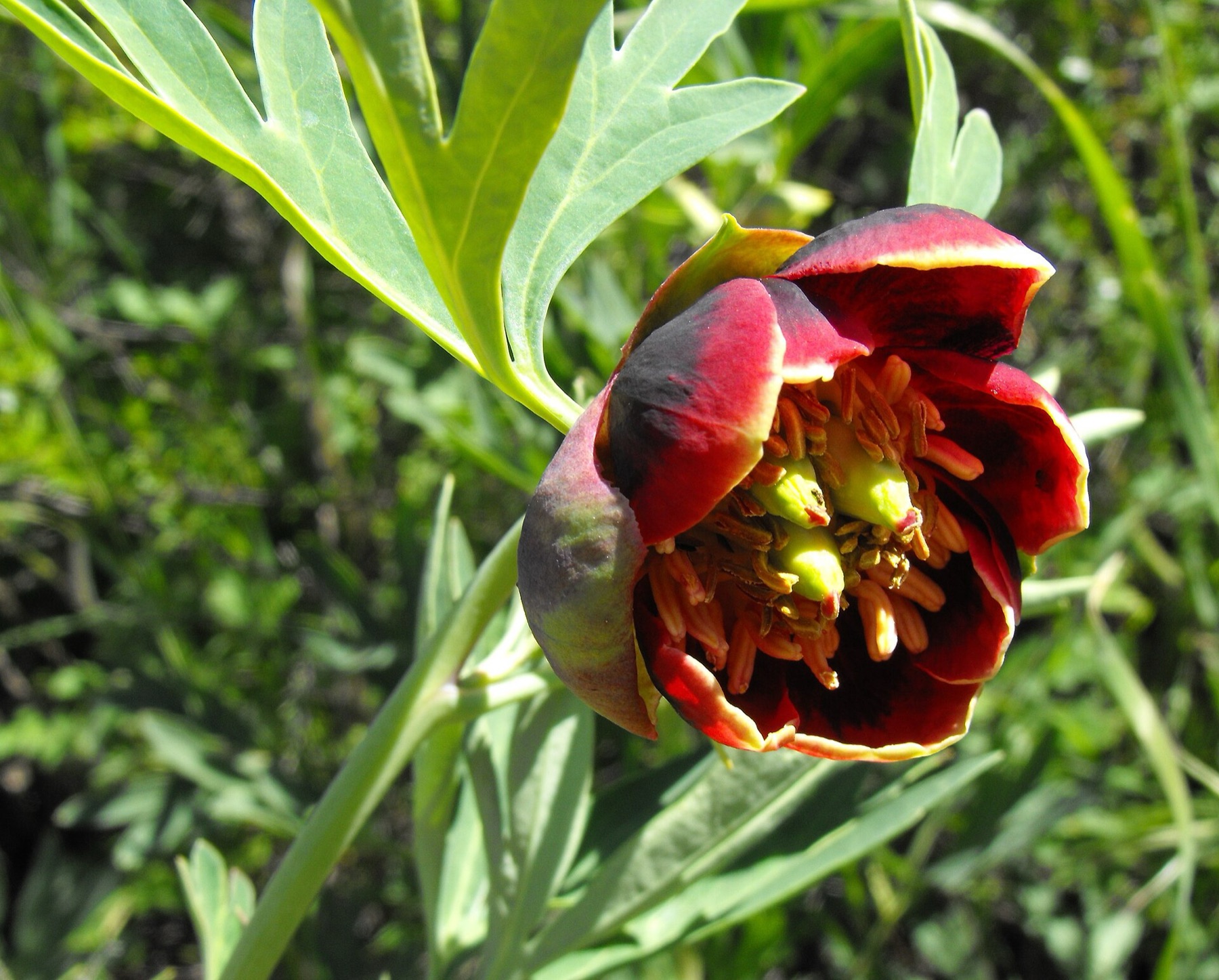 California Peony — photo 3