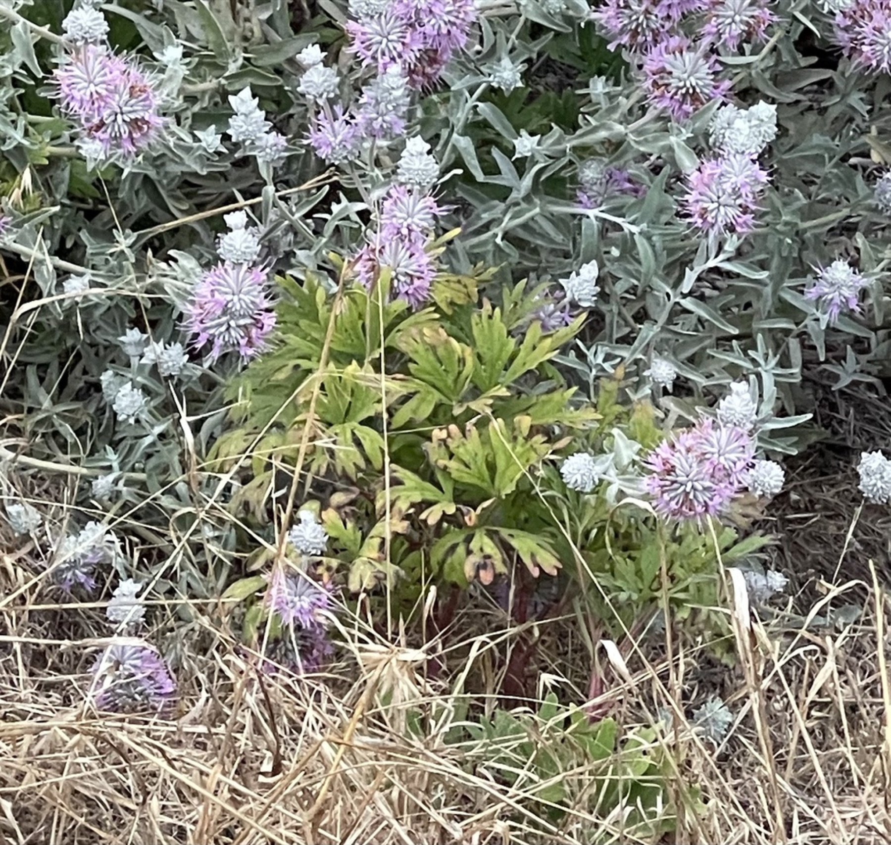 California Peony — photo 4