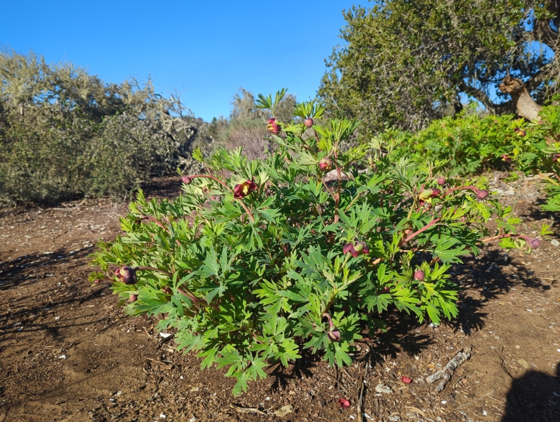 California Peony — photo 5