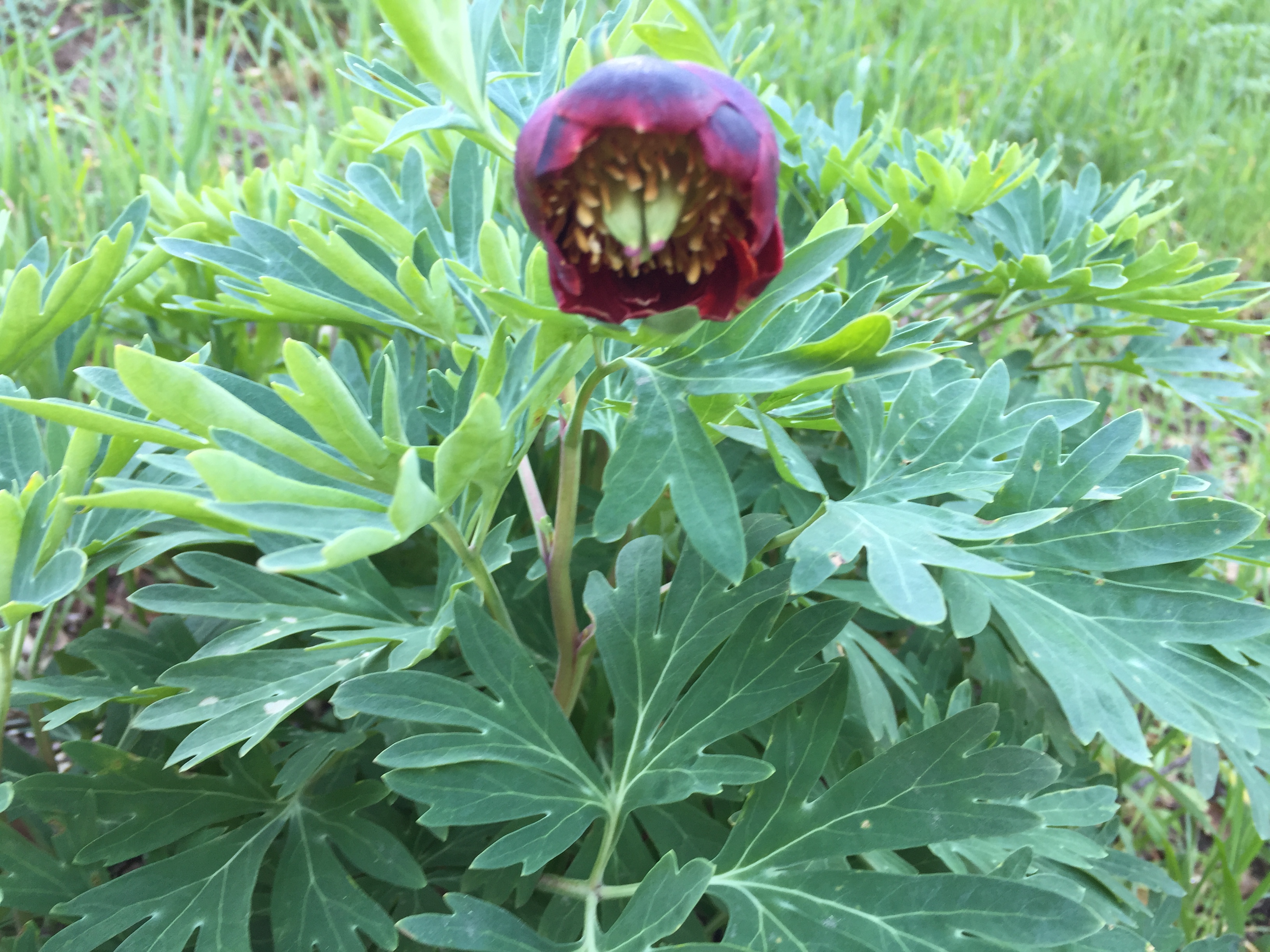 California Peony — photo 22