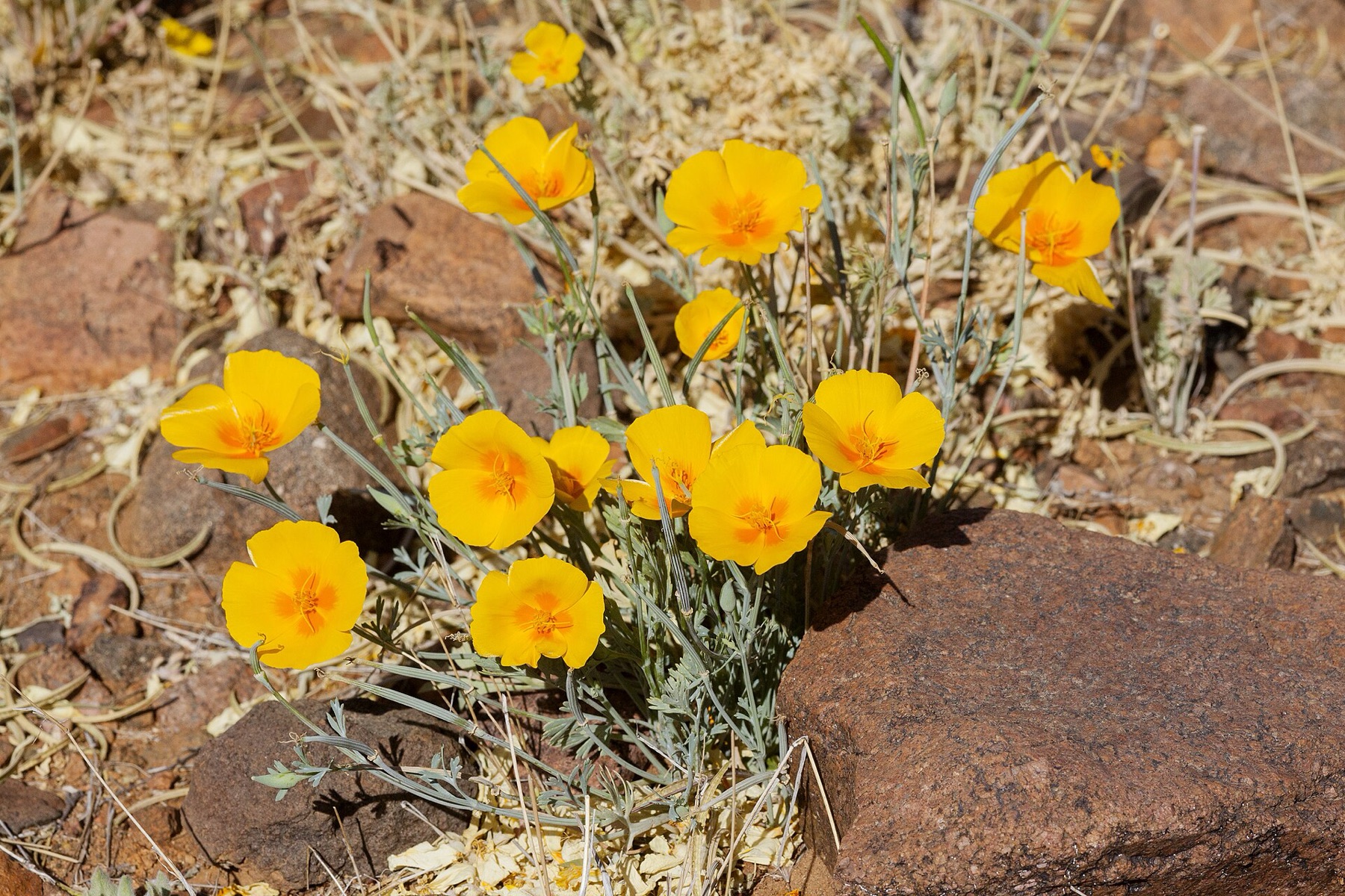 California Poppy — photo 6